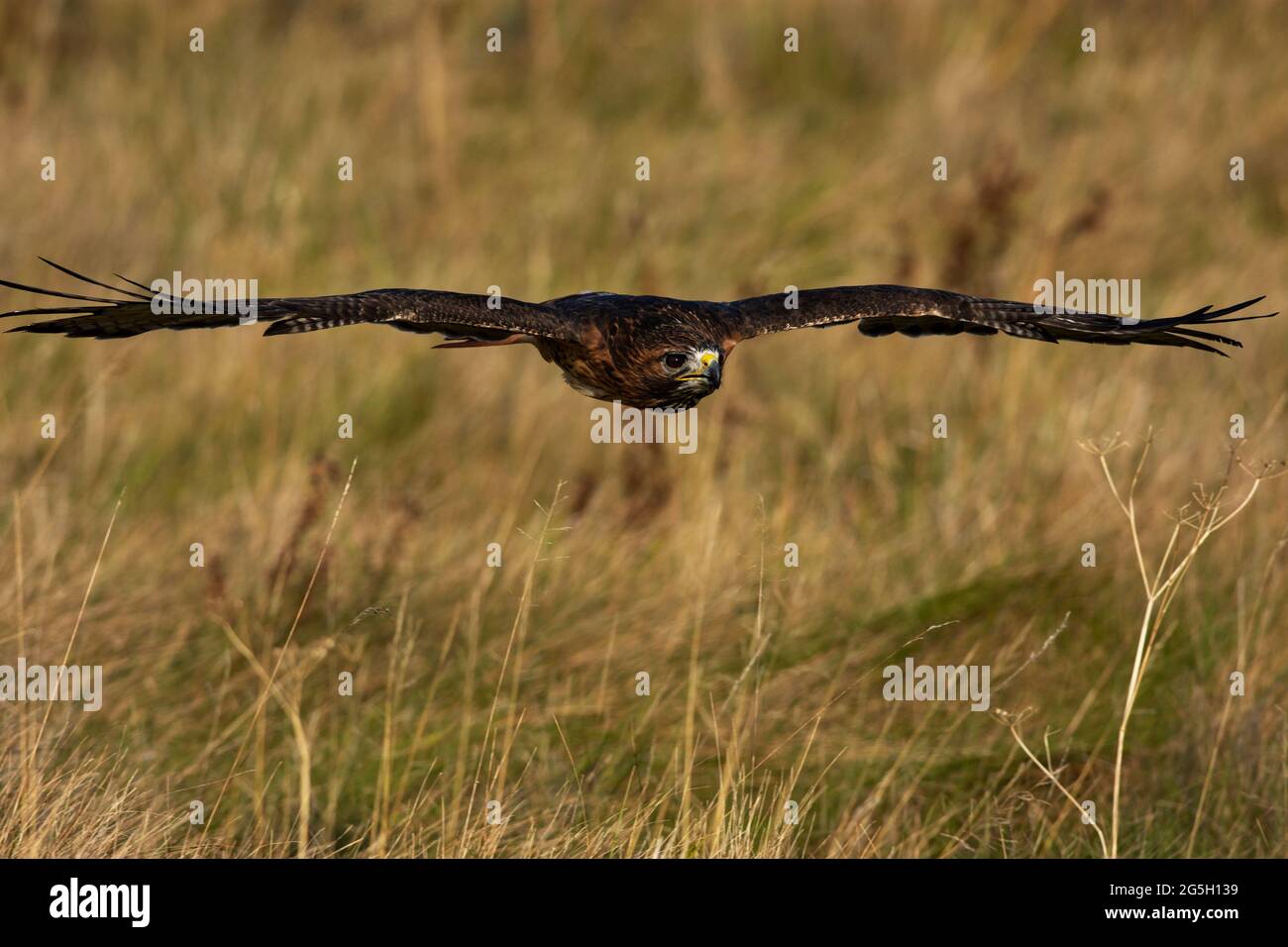 A trained red-tailed hawk in flight, scientific name: Buteo jamaicensis ...