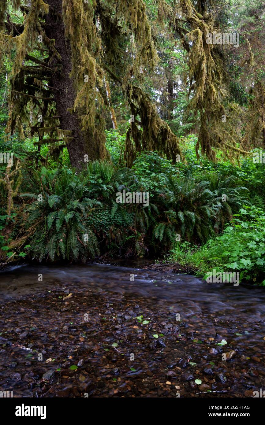 Moss and ferns line the banks of Prairie Creek in Prairie Creek Redwoods State Park in Northern California. Stock Photo