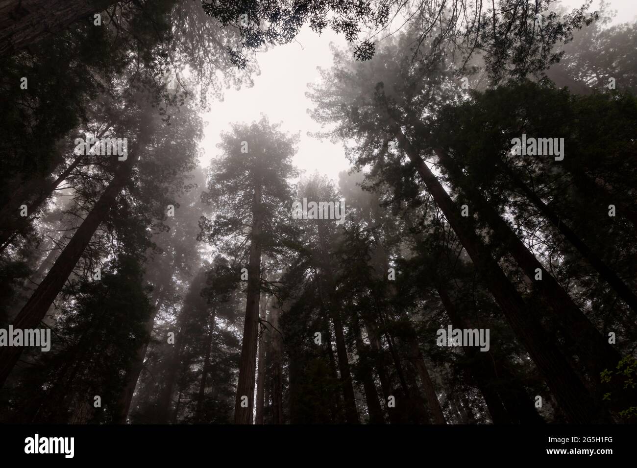 Canopy with fog hi-res stock photography and images - Alamy