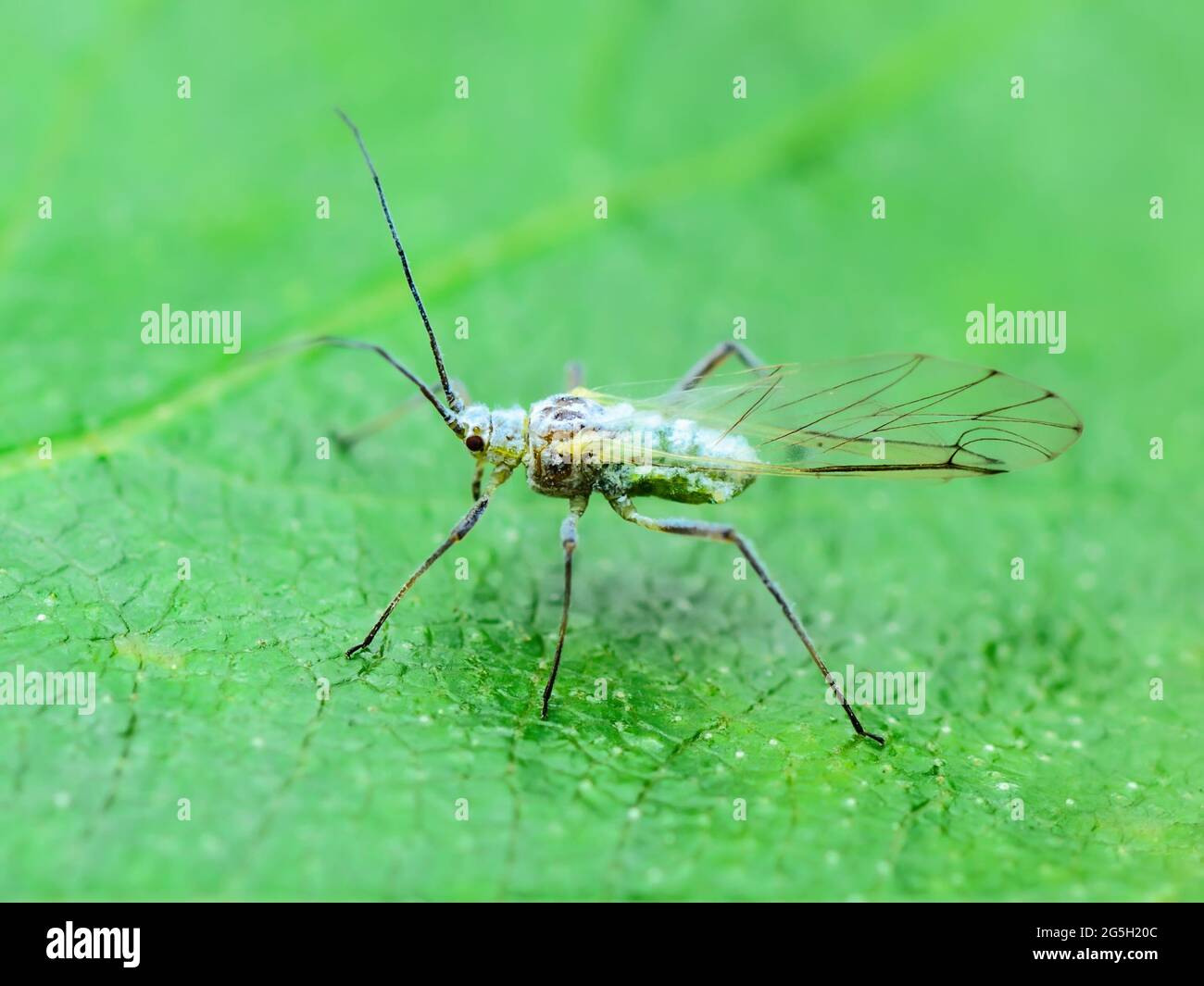Adult Aphid on Green Leaf. Greenfly or Green Aphid Garden Parasite Insect Pest Macro Stock Photo