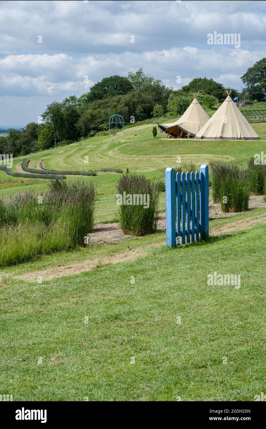 View of tents and landscape in Yorkshire lavender farm Stock Photo