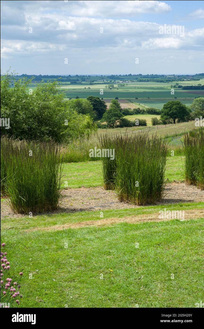 landscape views of trees fields sky and lavender plants Stock Photo