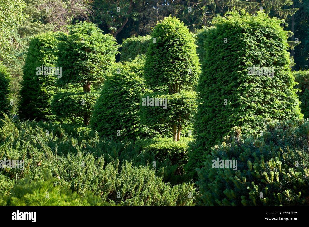 Yew berry trees in landscape design. Yew Taxus baccata - English yew, European yew -  evergreen hedges with juniper and pine tree. Stock Photo