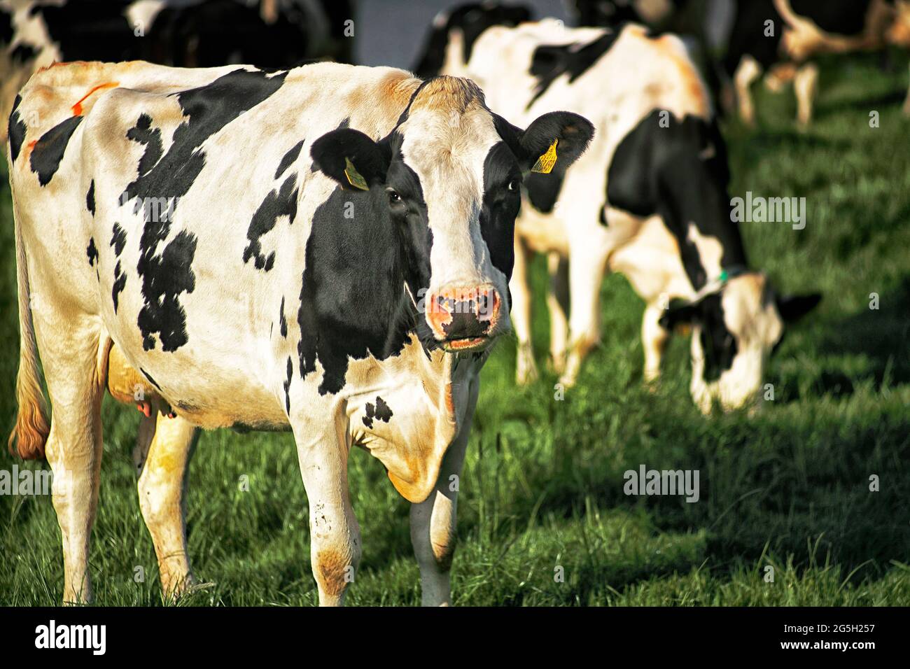 Holstein Friesian cattle grazing in a meadow in early June 2021 Stock ...