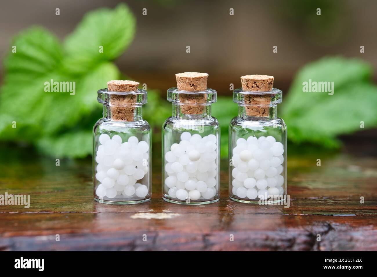 Three bottles of homeopathy globules. Bottles of homeopathic granules. Medicinal herbs on background. Homeopathy medicine concept. Stock Photo