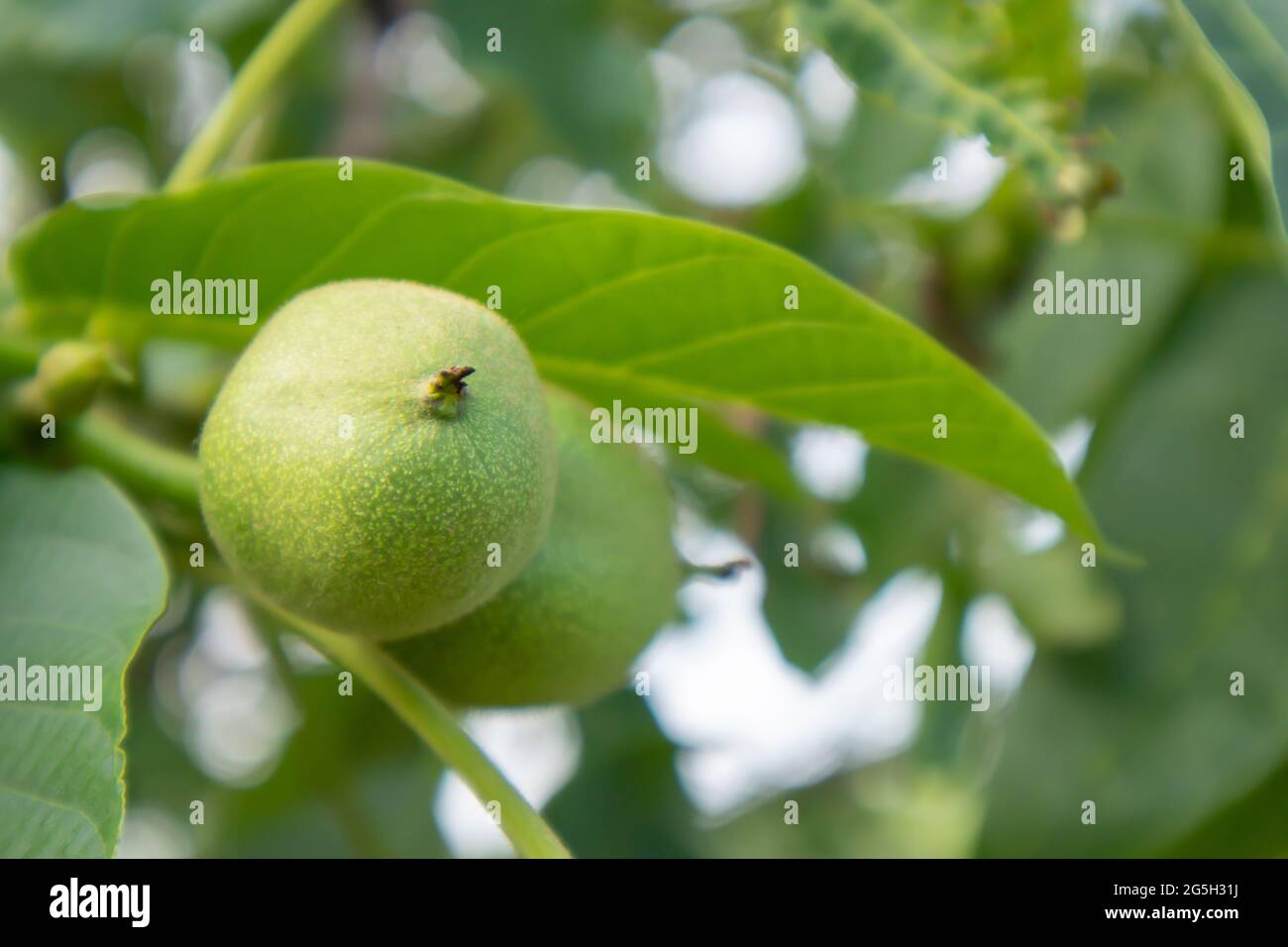 Green young walnuts on the tree. The walnut tree grows waiting to be harvested. Walnut tree close up. Green leaves background Stock Photo