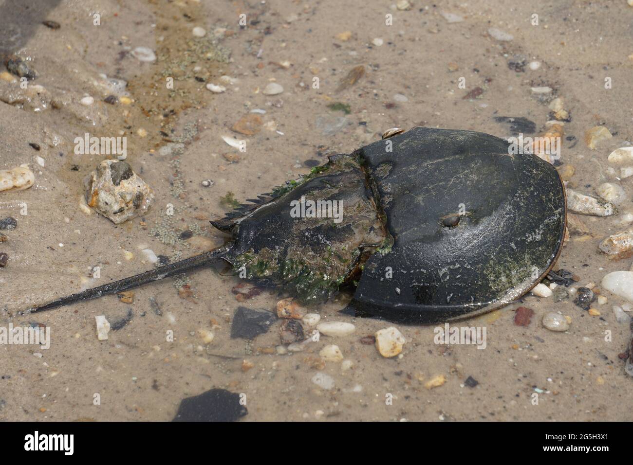 Horseshoe crab fossil hires stock photography and images Alamy