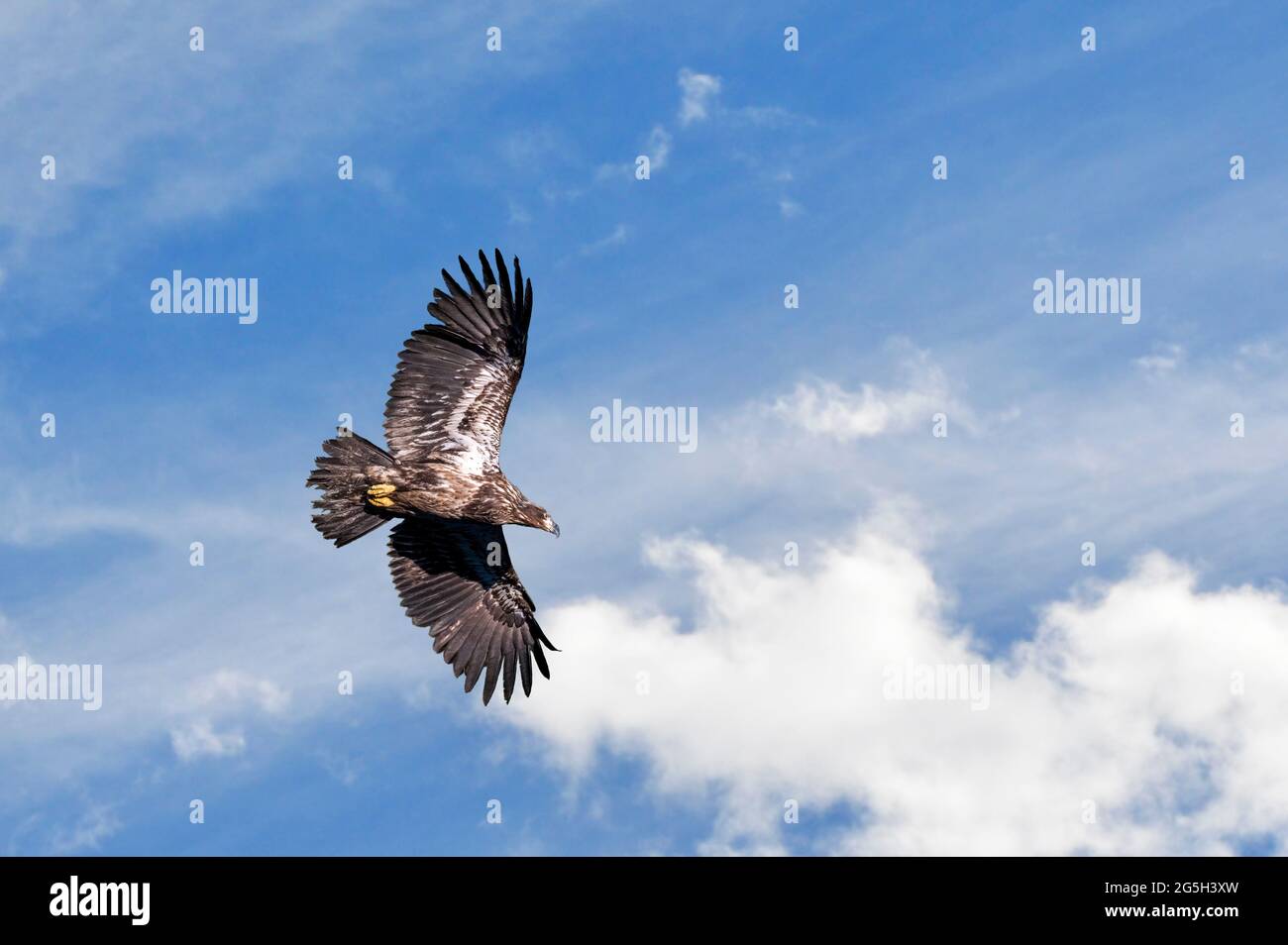 Juvenile American Bald Eagle in Flight in a Cloudy Sky Stock Photo
