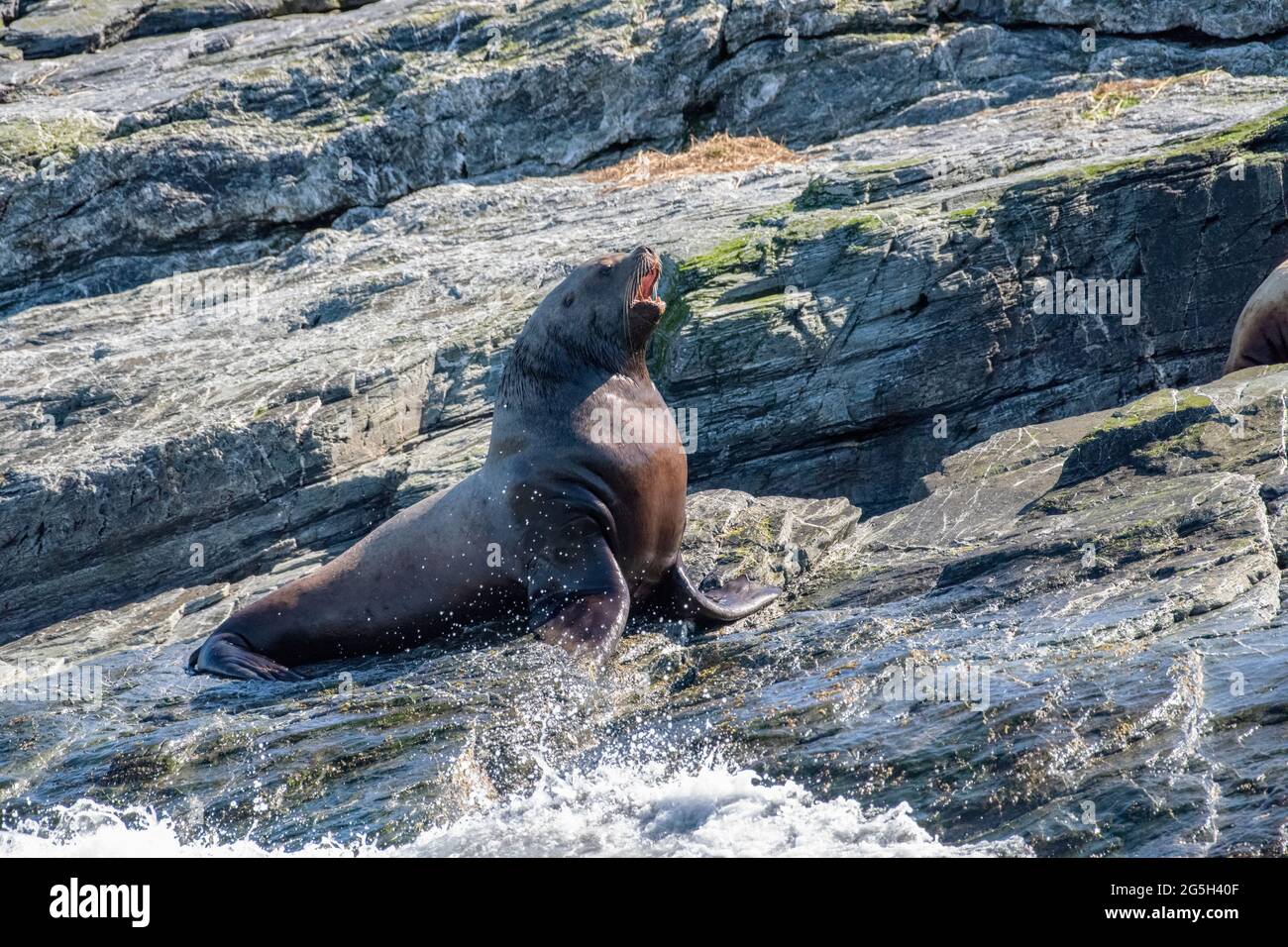 Steller Steller sea lion hi-res stock photography and images - Alamy