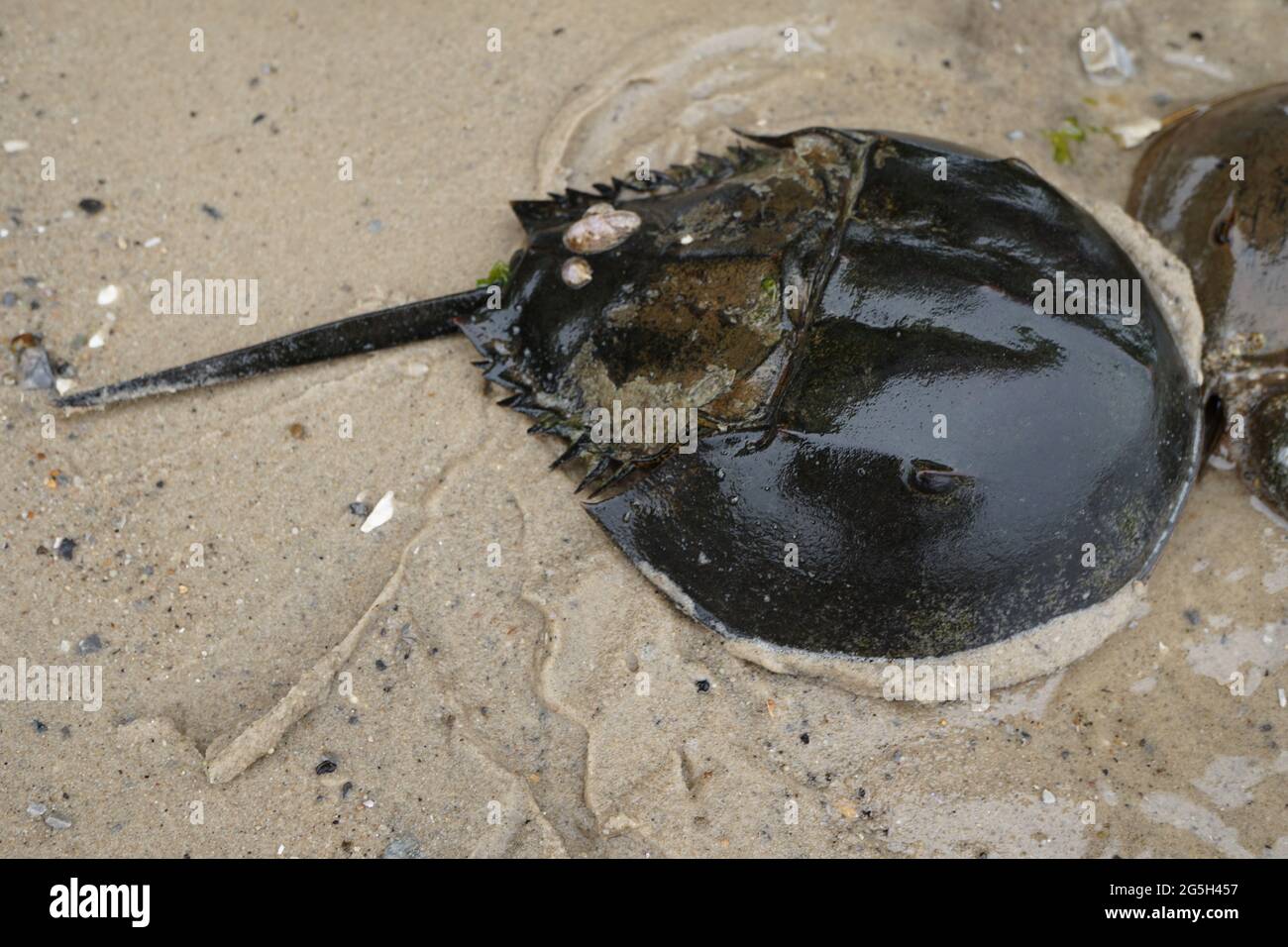 Black/dark Horseshoe crab (Limulus polyphemus) Stock Photo
