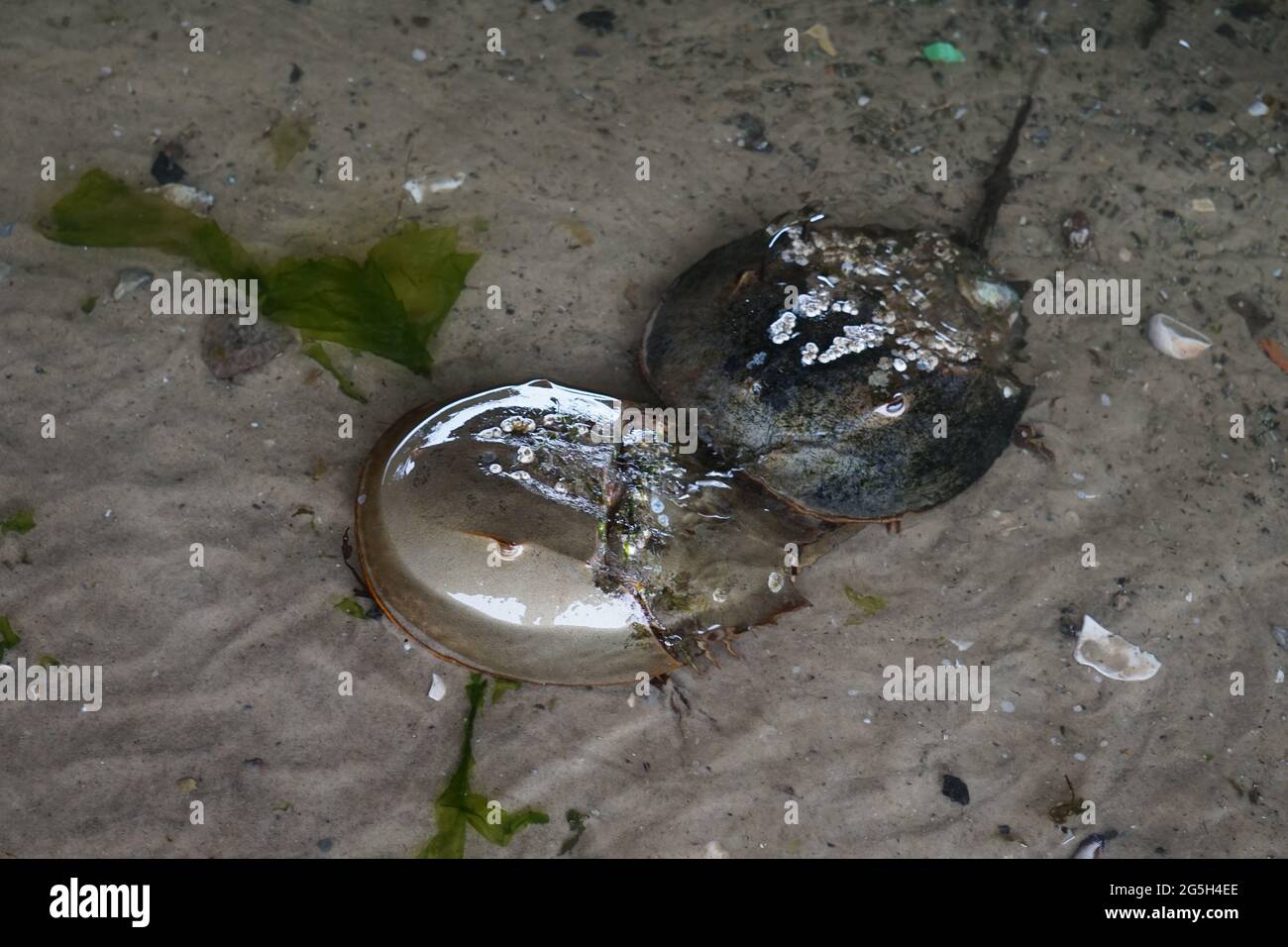 Horseshoe crab (Limulus polyphemus) trying to mate. part 1 Stock Photo