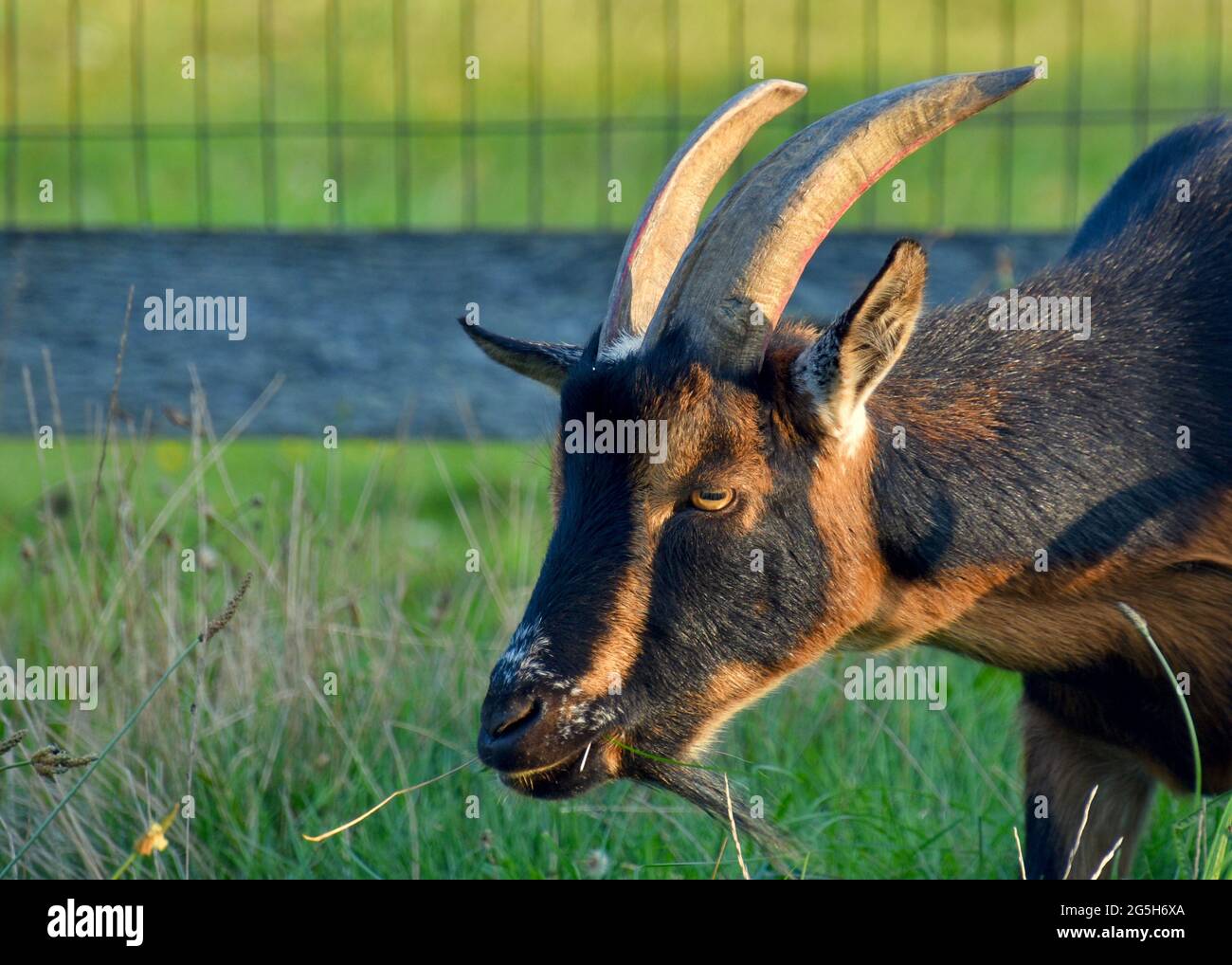 A Nigerian Dwarf goat with the dark buckskin color pattern. Copy space Block Island, RI. Stock Photo