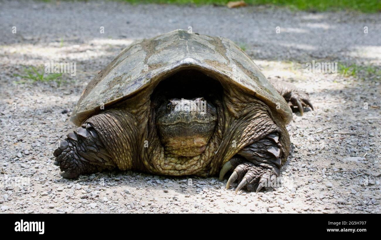 A Close Up of a Snapping Turtle In Pennsylvania Stock Photo Alamy