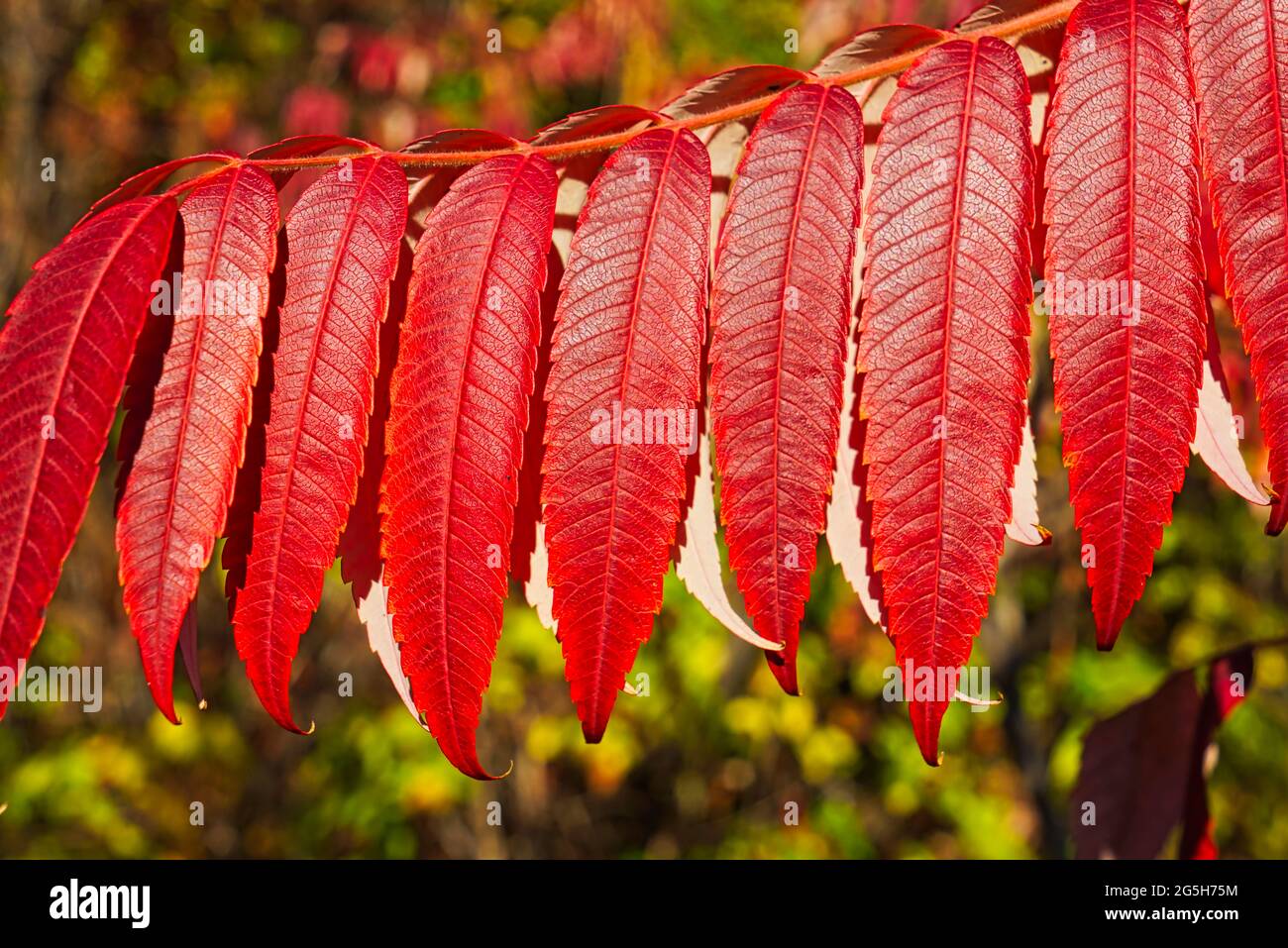 The red leaves of sumac in autumn: extremely colorful fall foliage.A cityscape overflowing with French style. Quebec, Canada, October 2016. Stock Photo