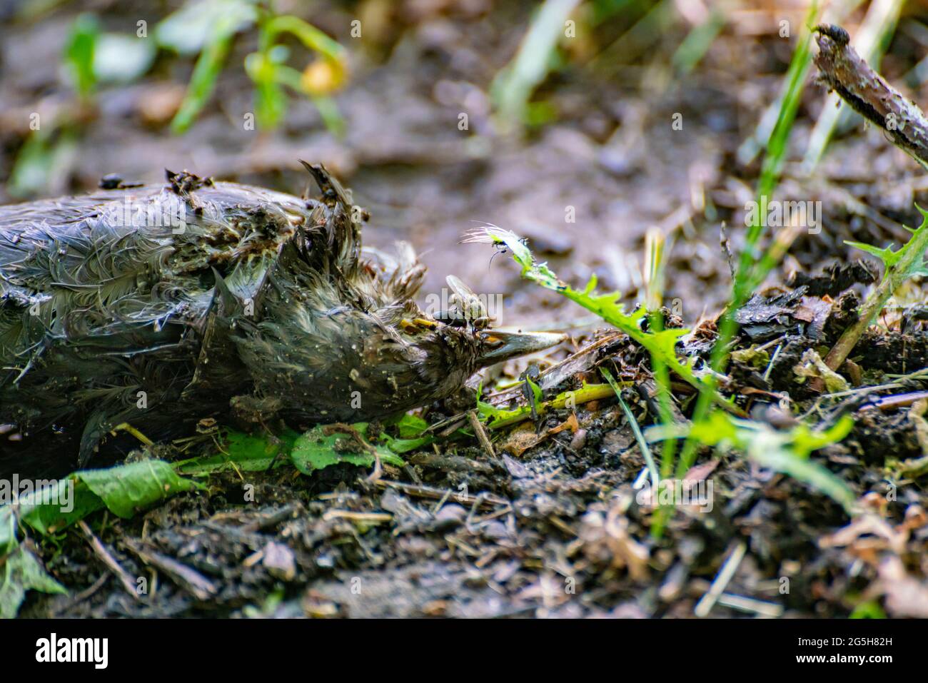 dead black bird with some flies on it, environmental pollution and