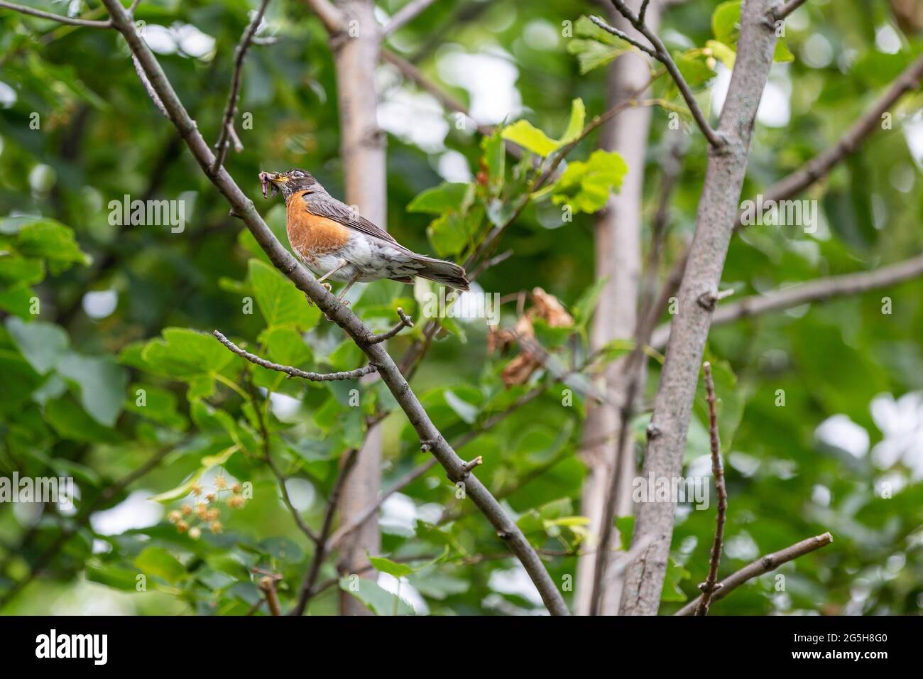 An American Robin perched in a tree holding an insect in his beak. Stock Photo