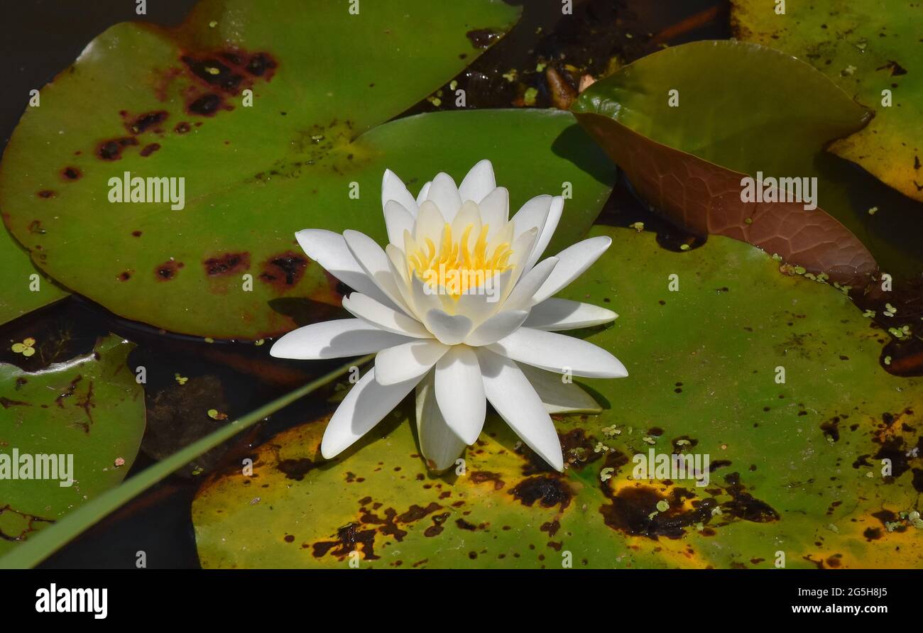 Tropical water lily in Kenilworth Park & Aquatic Gardens in Washington