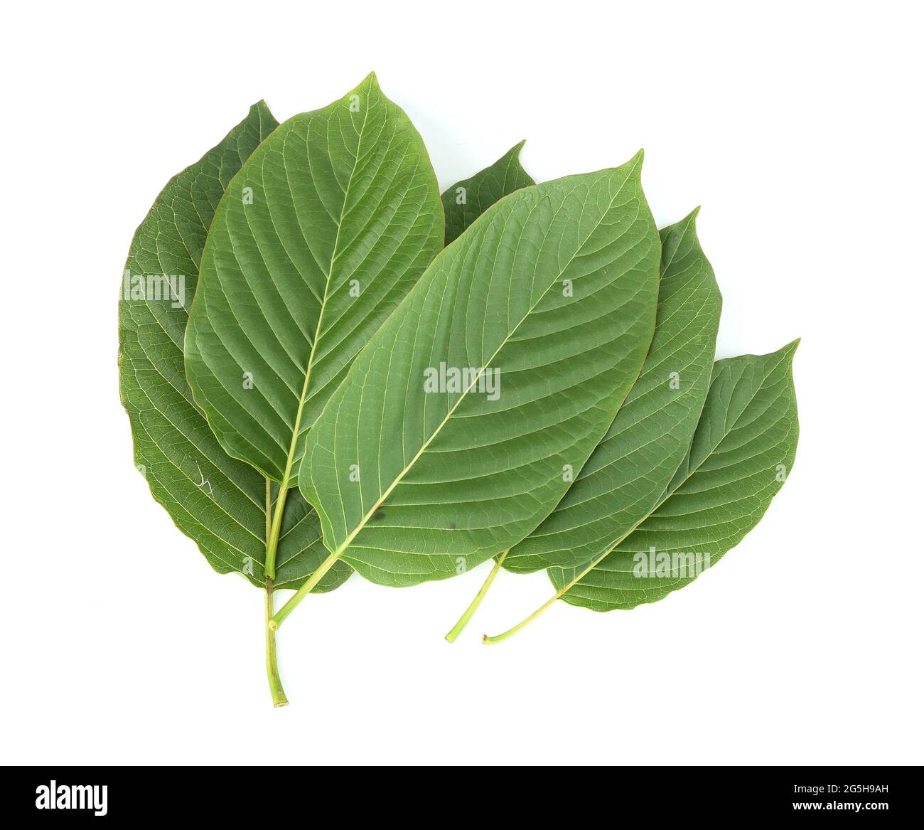 Top view of Mitragyna speciosa,kratom leaves isolated on white background Stock Photo