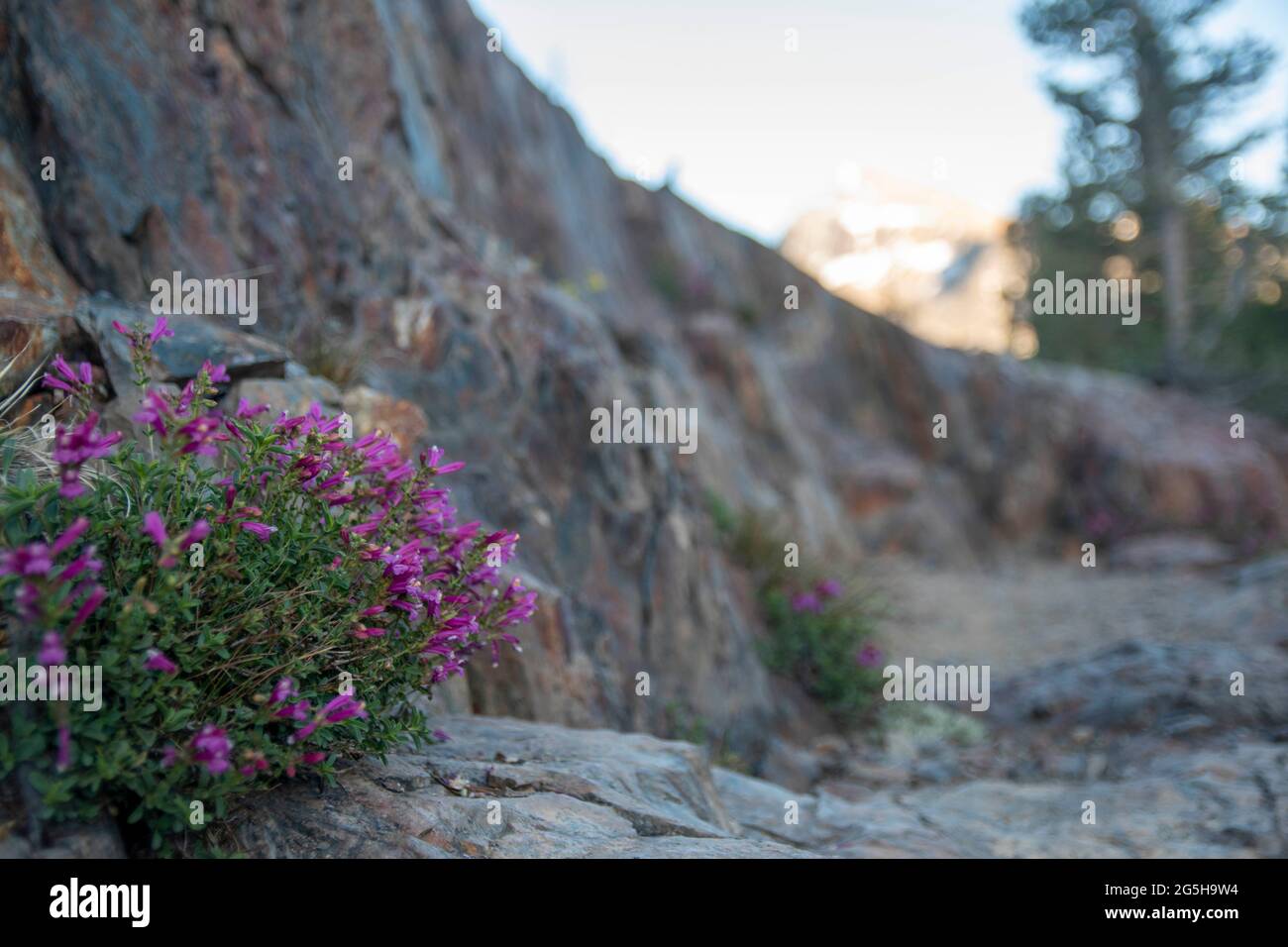 is a mining ghost town on the outskirts of Yosemite