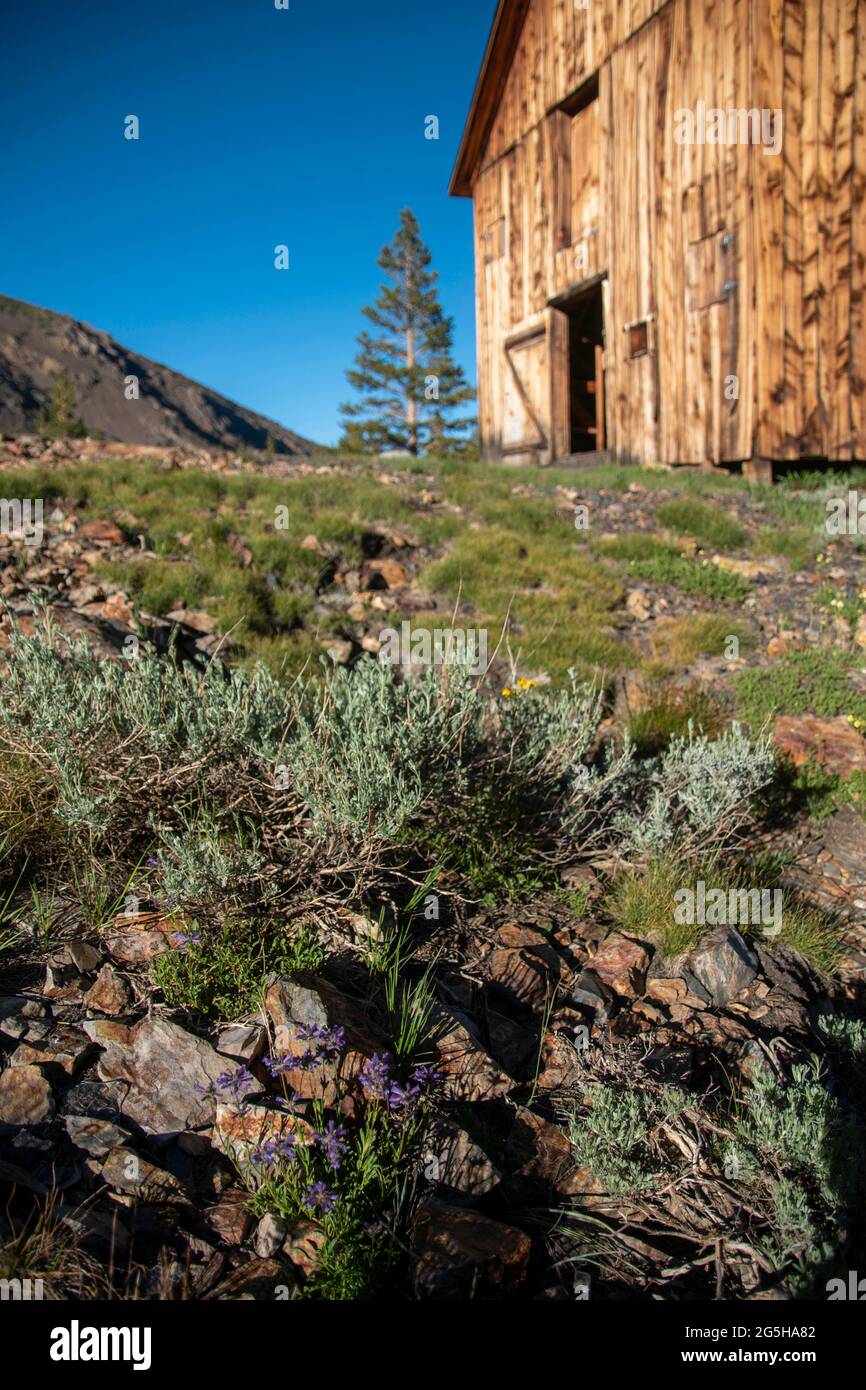 is a mining ghost town on the outskirts of Yosemite