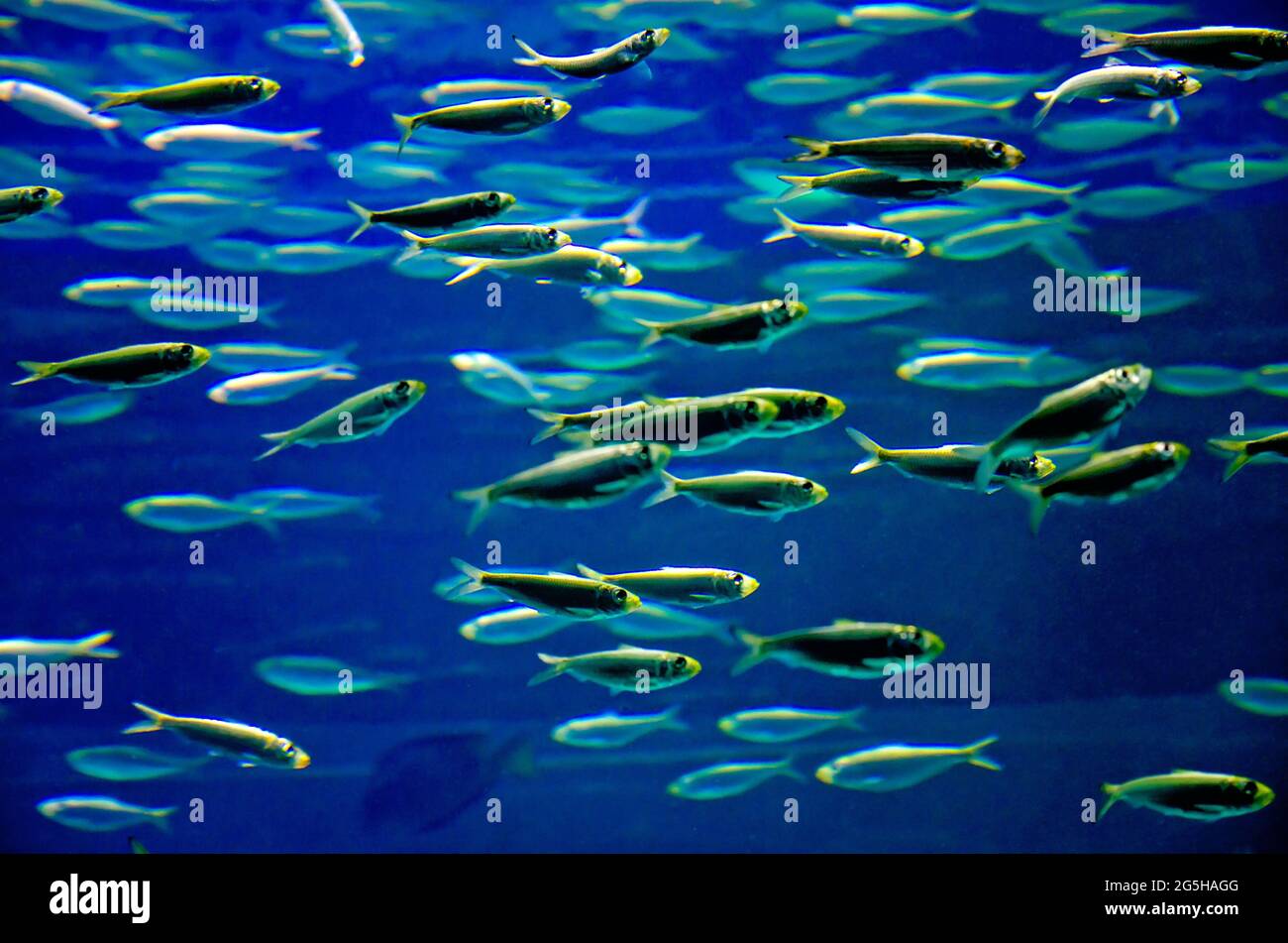 Approximately 10,000 pilchards are featured in a three-story swirl tank at Mississippi Aquarium, June 24, 2021, in Gulfport, Mississippi. Stock Photo