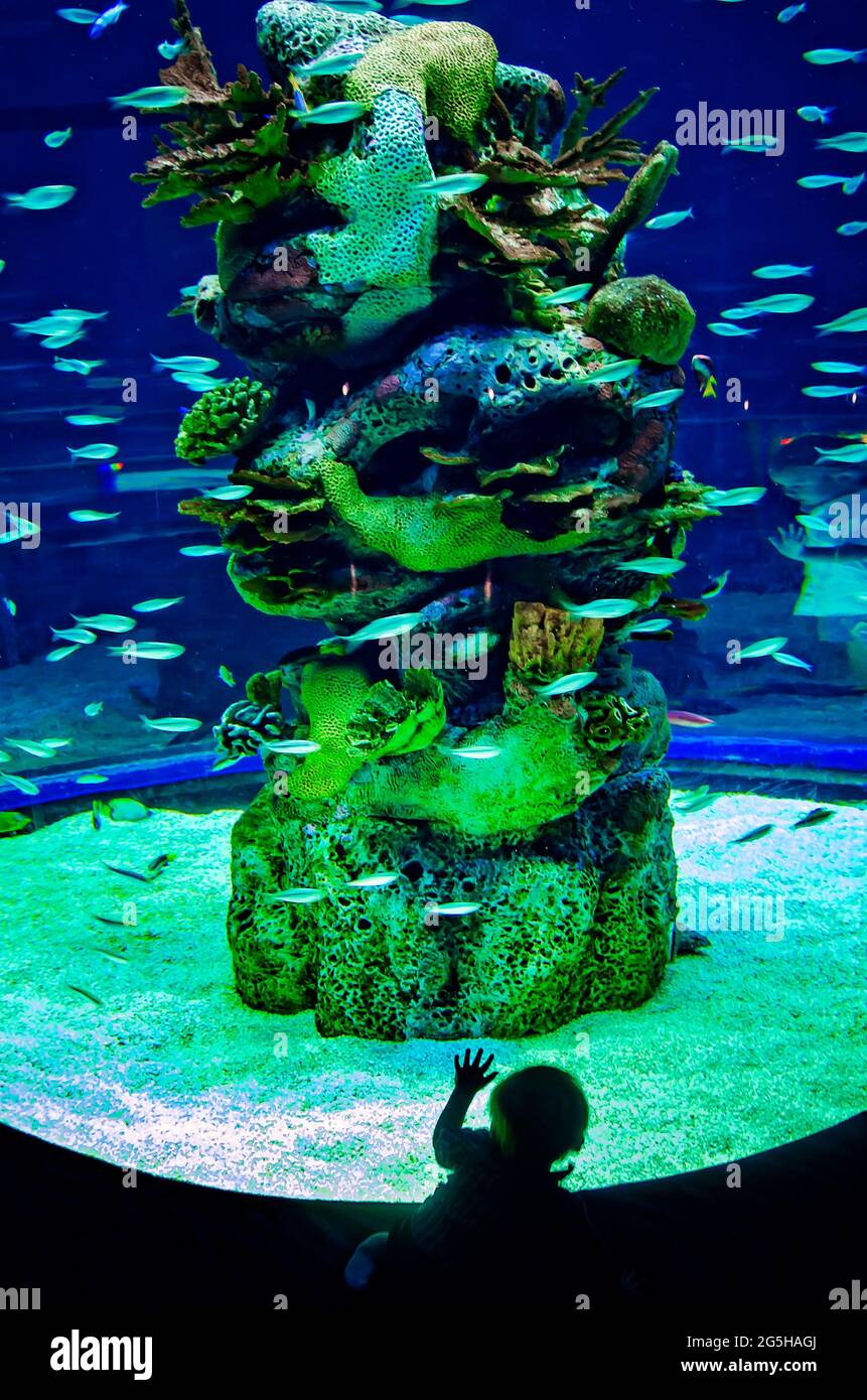 A toddler inspects the three-story swirl tank filled with pilchards and other fish at Mississippi Aquarium, June 24, 2021, in Gulfport, Mississippi. Stock Photo
