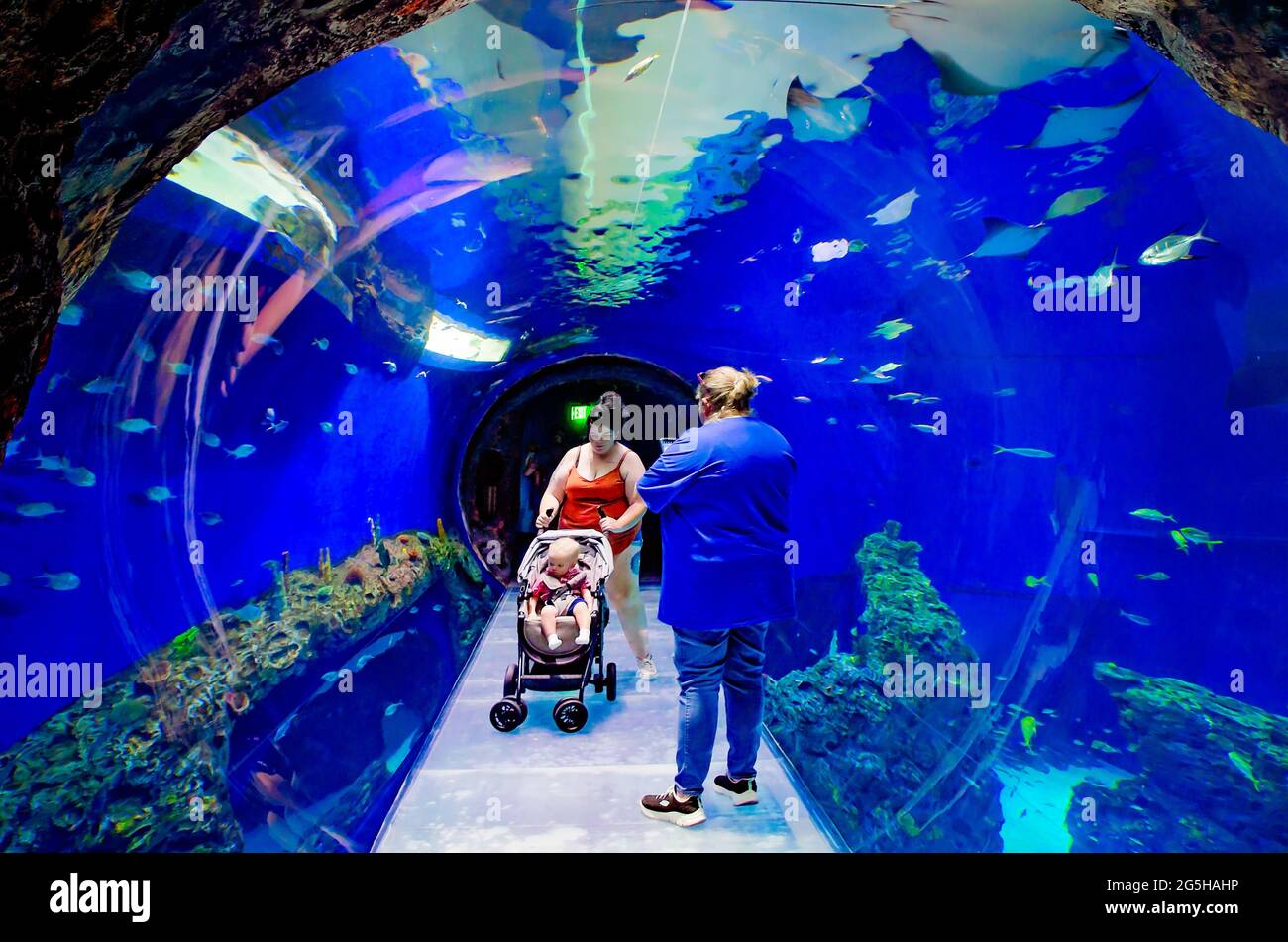 A tunnel aquarium gives visitors an immersive experience at Mississippi Aquarium, June 24, 2021, in Gulfport, Mississippi. Stock Photo