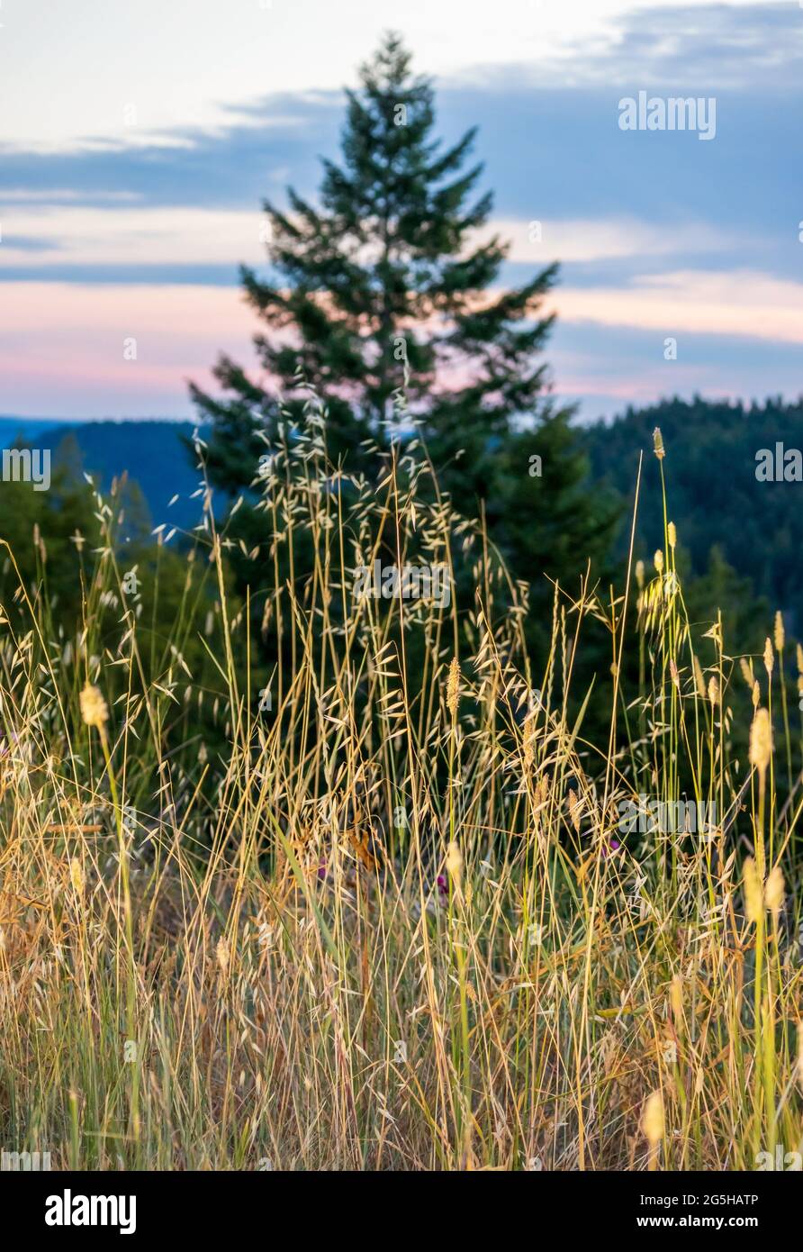 Yellow grass close-up with the spruce tree and mountain forest in the background. Notothen Californian landscape. Stock Photo