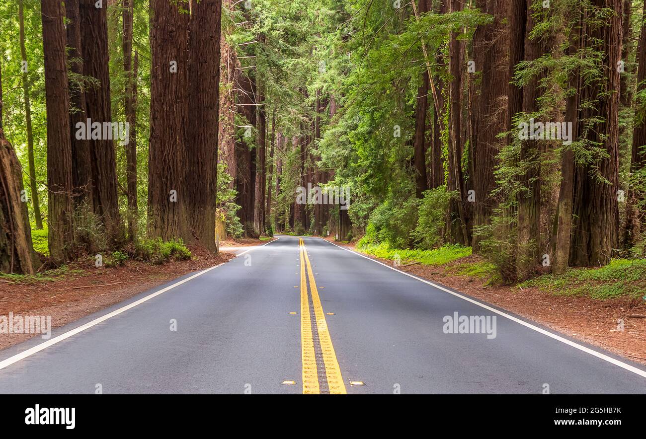 Scenic route in Navarro River Redwoods State Park, California Stock Photo
