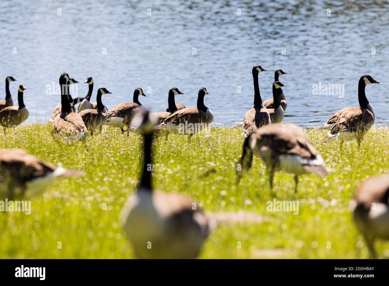Cologne, Germany. 14th June, 2021. Canada geese eating grass on the banks  of Decksteiner Weiher. The number of Canada and Egyptian geese in NRW,  which are considered a nuisance by many city