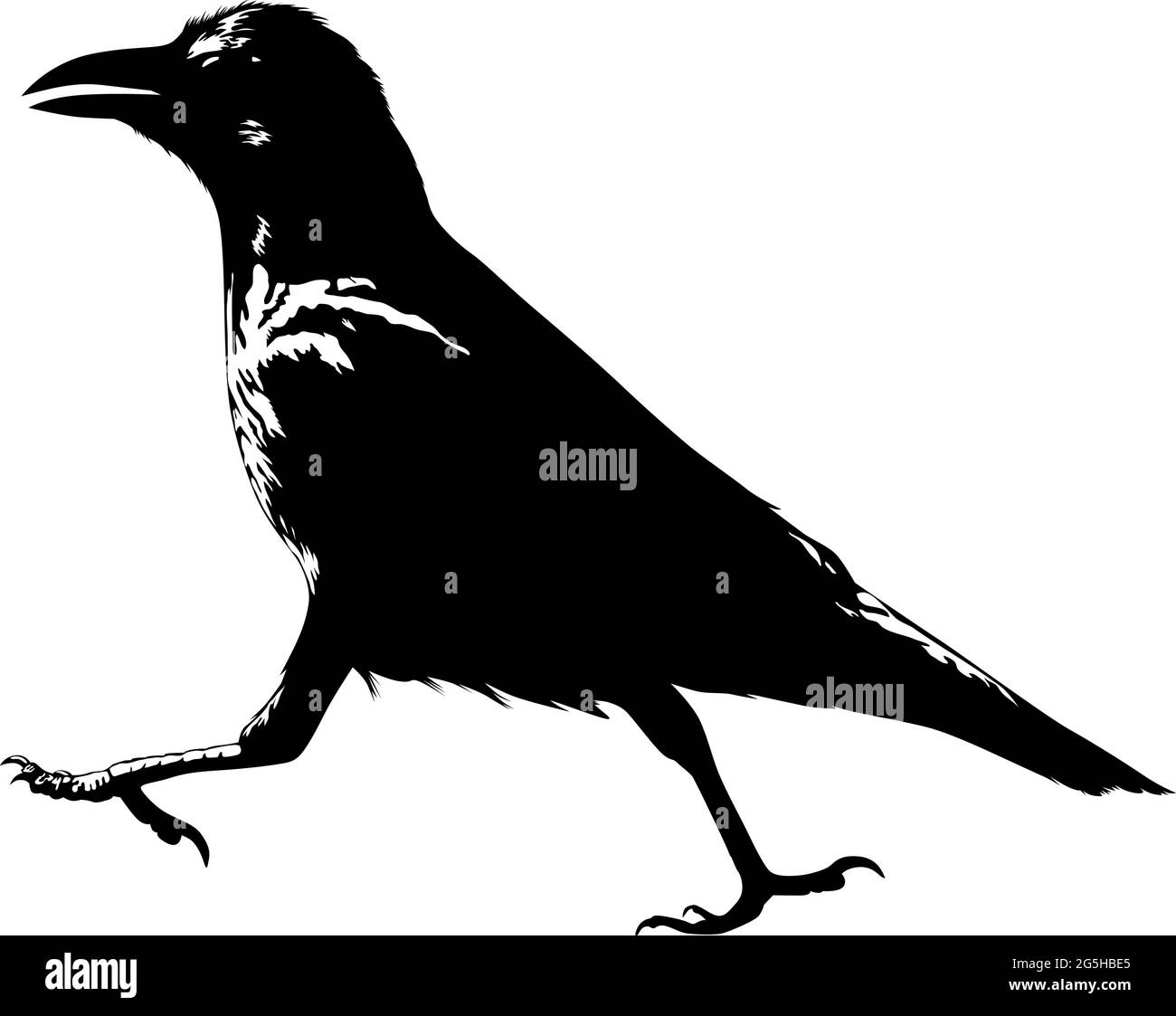 Image of a crow Stock Vector Images - Alamy