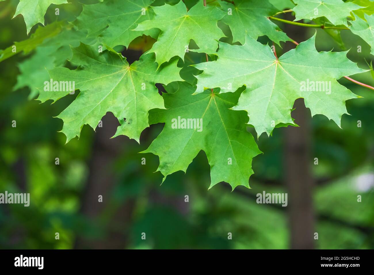 Spring Maple Tree Branch Spring branches of maple tree with fresh green leaves. Spring ...