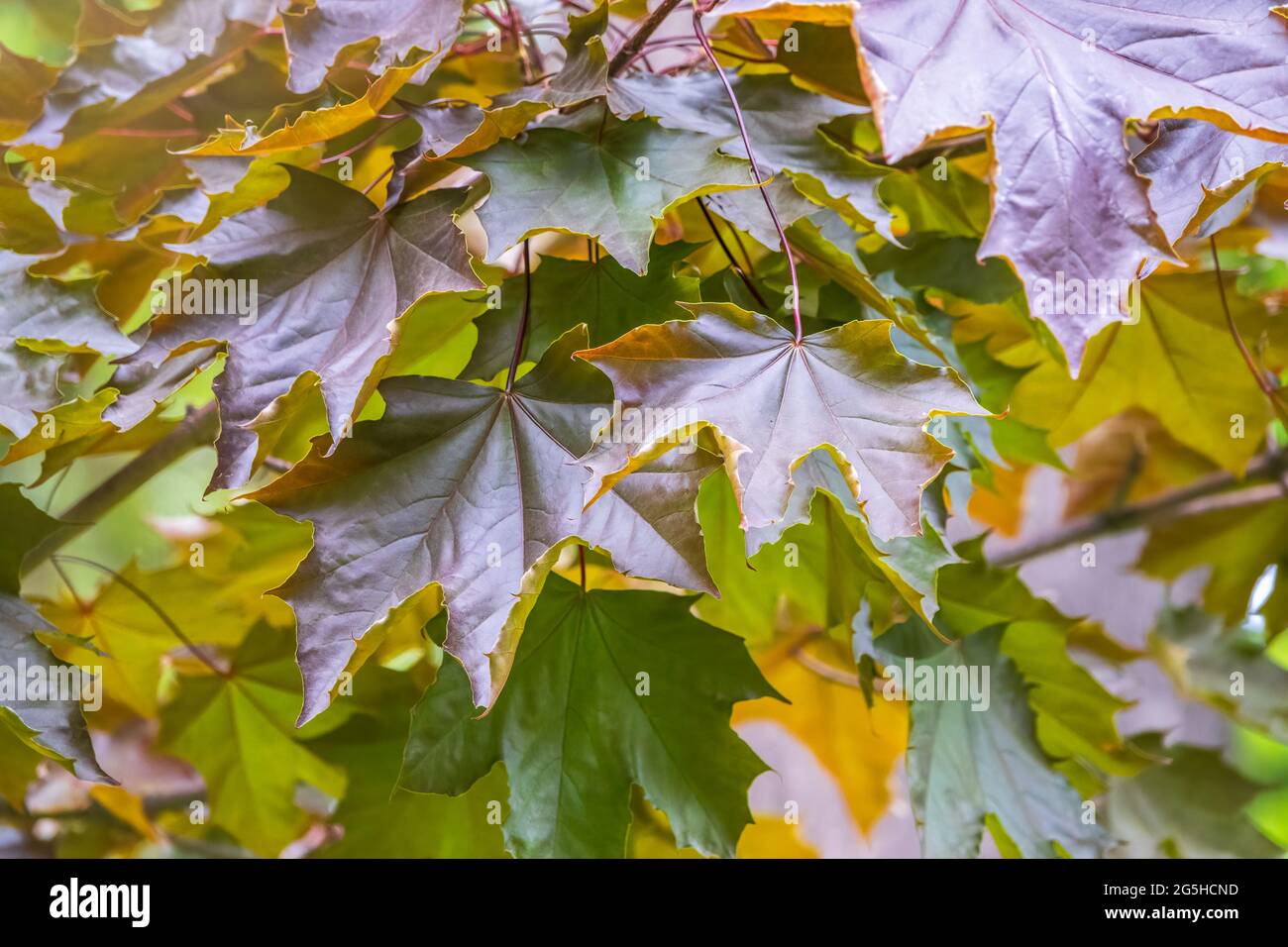 Tree Branch With Dark Red Leaves Acer Platanoides The Norway Maple Crimson King Red Maple Acutifoliate Crimson King Young Plant With Green Backgro Stock Photo Alamy