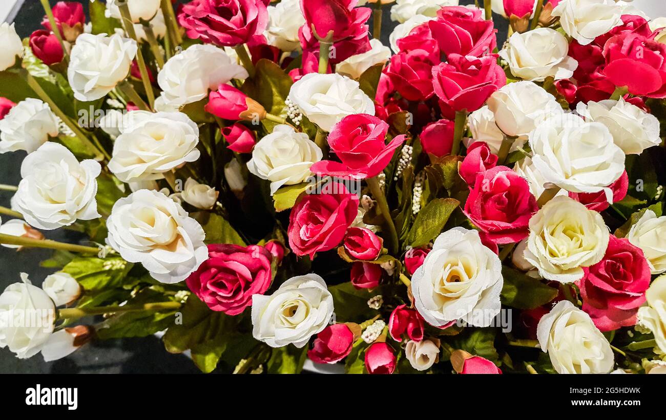 Many fake roses, white and red background Stock Photo Alamy