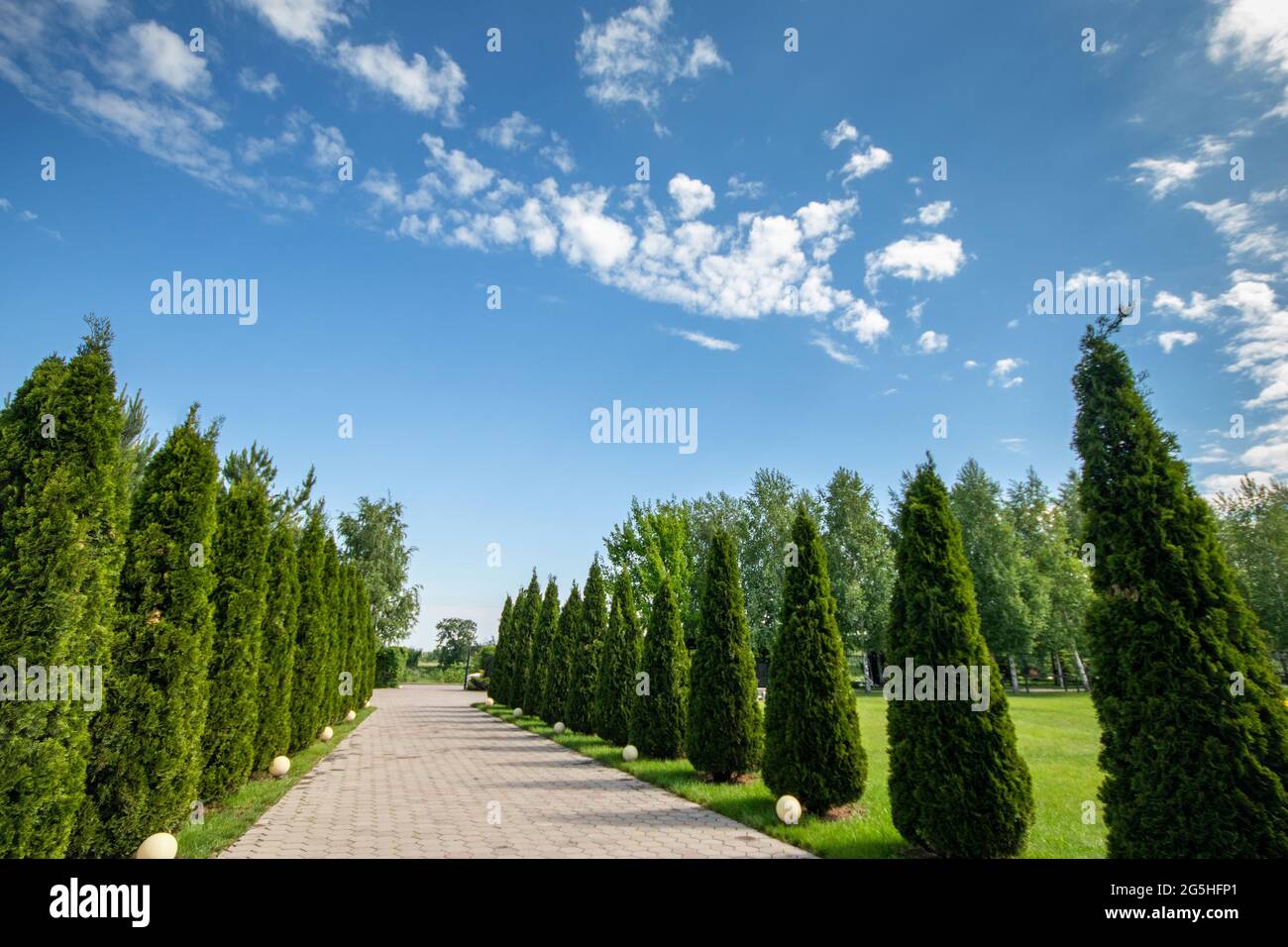 Alley with thujas in the public park against the background of a blue sky. copy space. Stock Photo