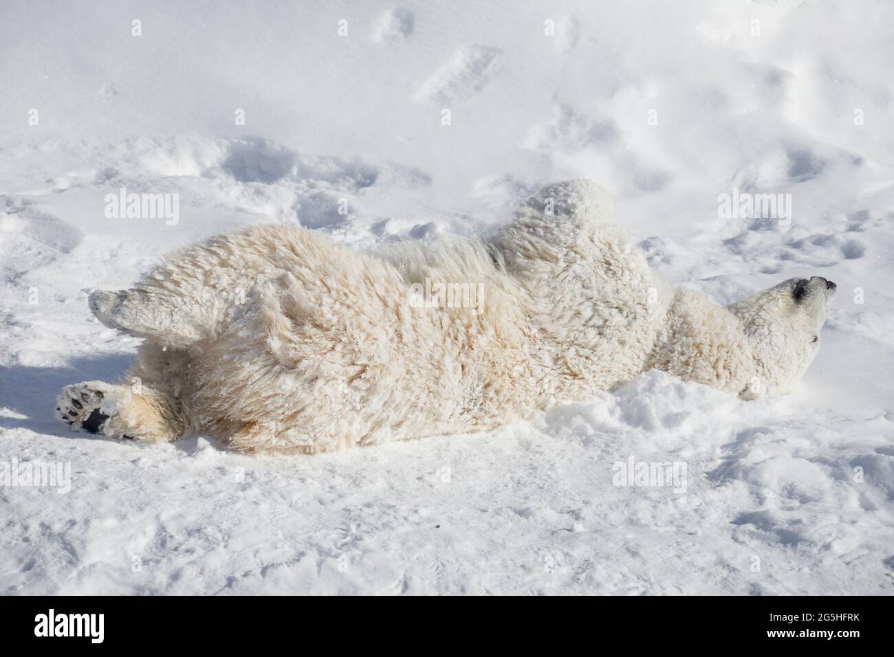 Polar bear cub is lying and sleeping on the white snow. Ursus maritimus or Thalarctos Maritimus. Animals in wildlife. Stock Photo