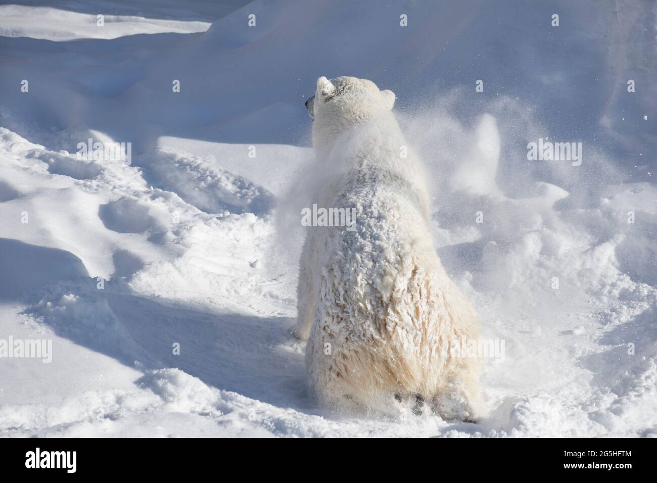 Ice bear coat cheap