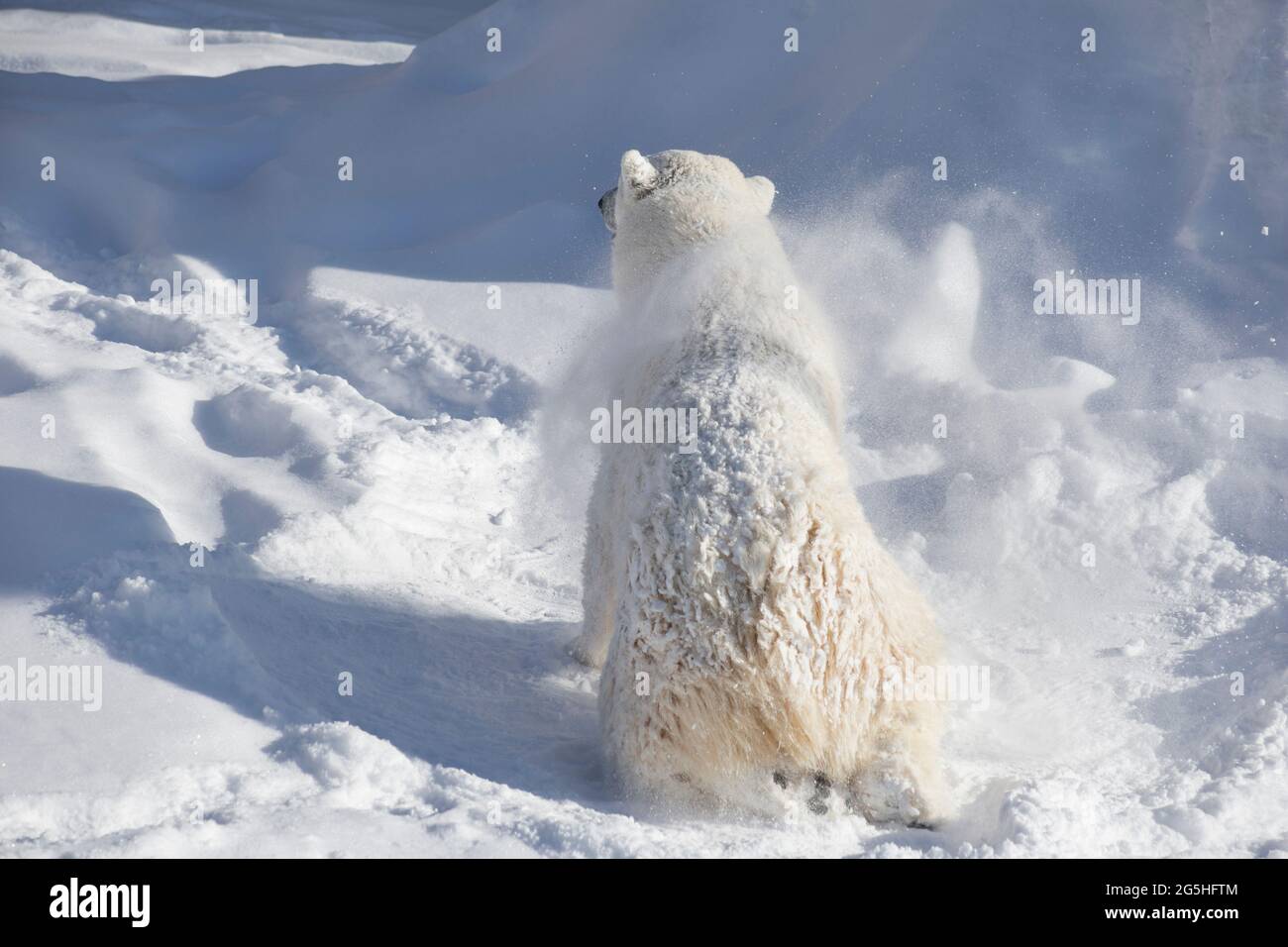 Polar bear cub is shaking off snow and ice from its coat. Ursus maritimus or Thalarctos Maritimus. Animals in wildlife. Times of the year. Stock Photo