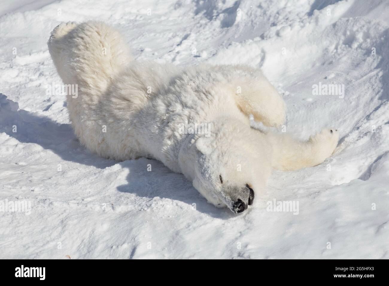 Polar bear cub is lying and basking on the white snow. Ursus maritimus or Thalarctos Maritimus. Animals in wildlife. Stock Photo