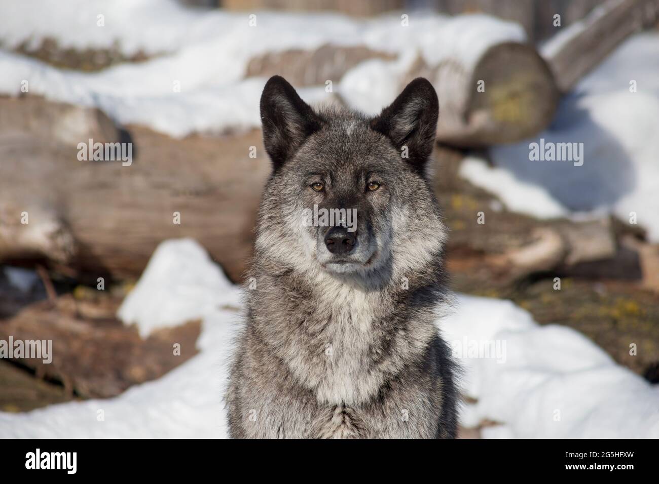 Portrait of cute black canadian wolf is standing on a white snow and looking away. Canis lupus pambasileus. Animals in wildlife. Stock Photo