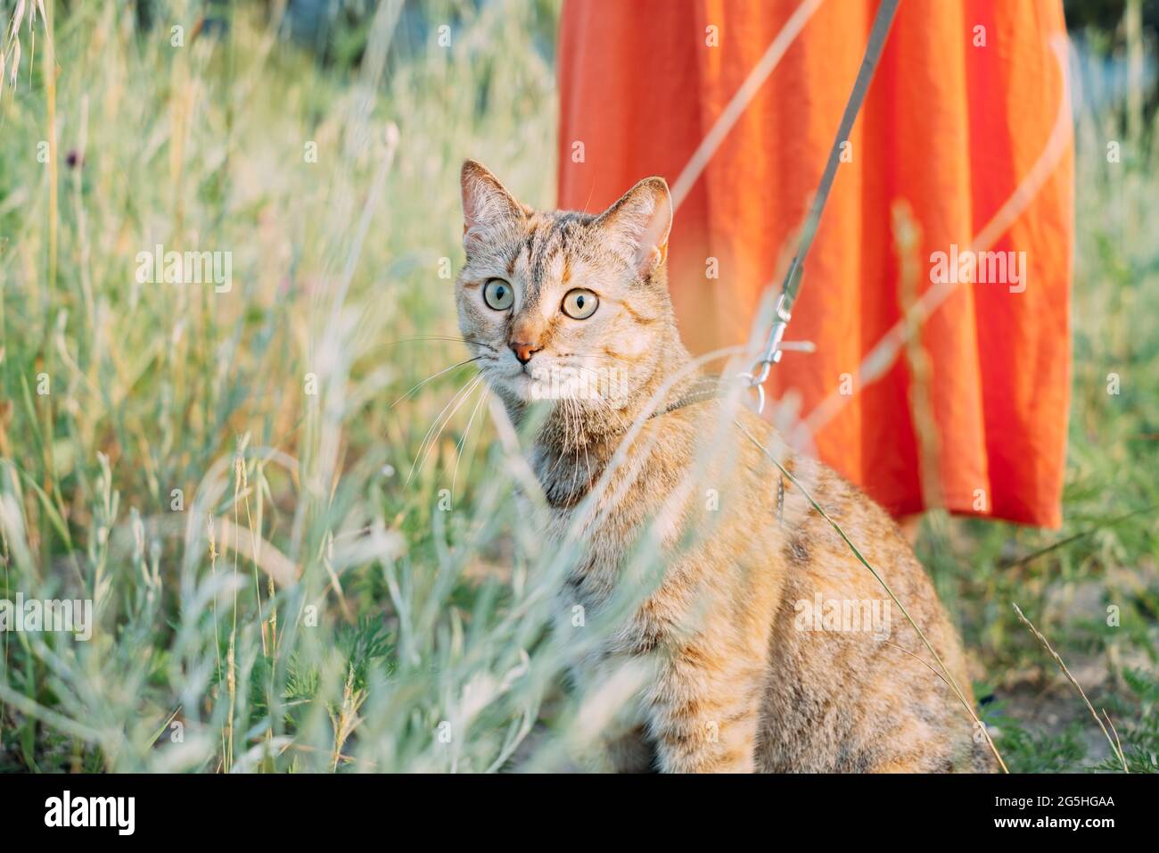 Cat on a leash sits near its owner while walking. Stock Photo