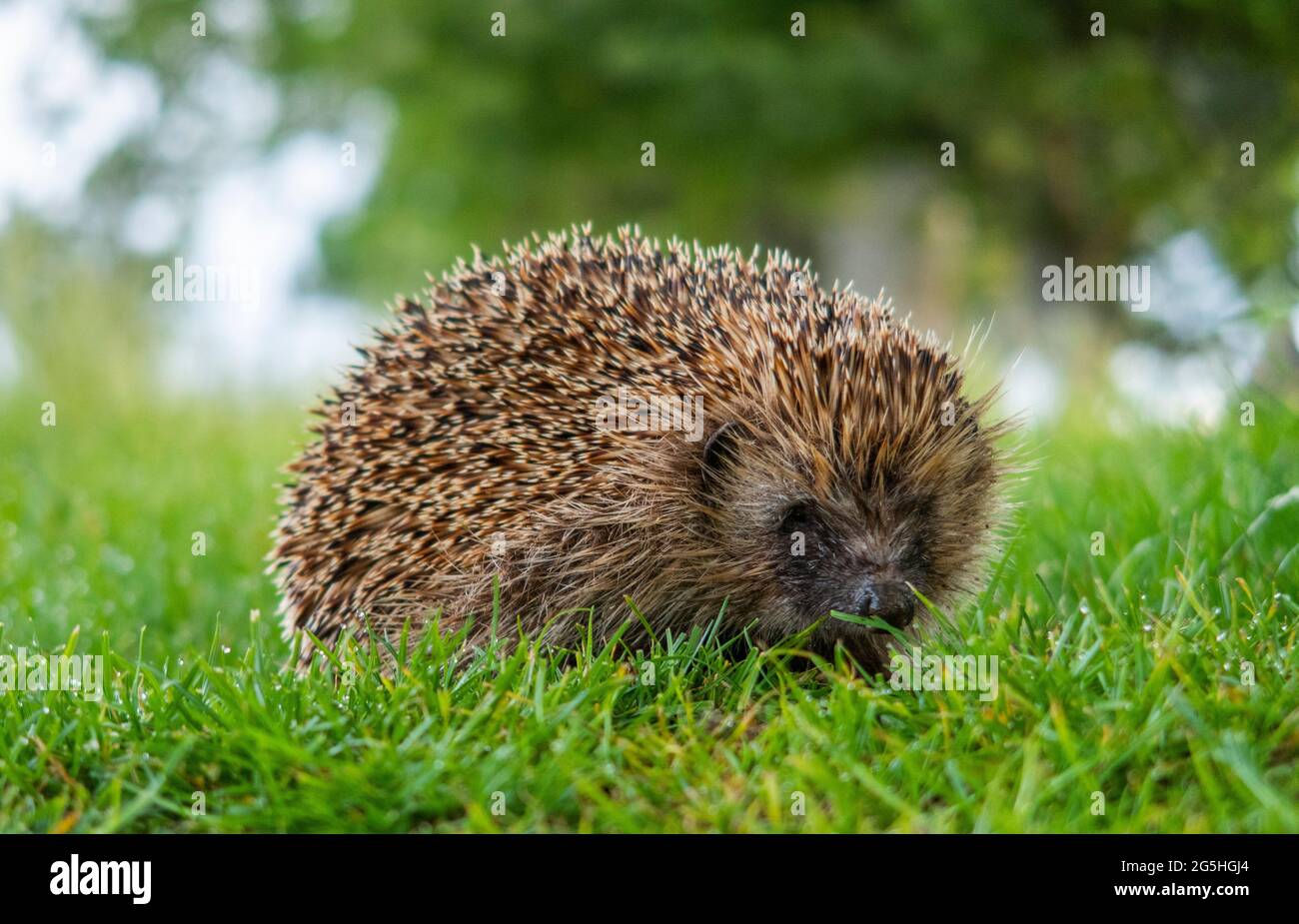 WOOLER, NORTHUMBERLAND, UK. 28th June, 2021. UK UK Weather A prickly hedgehog sits in the lush dewy green grass in the early morning on Wooler common, Northumberland. Credit: phil wilkinson/Alamy Live News Stock Photo