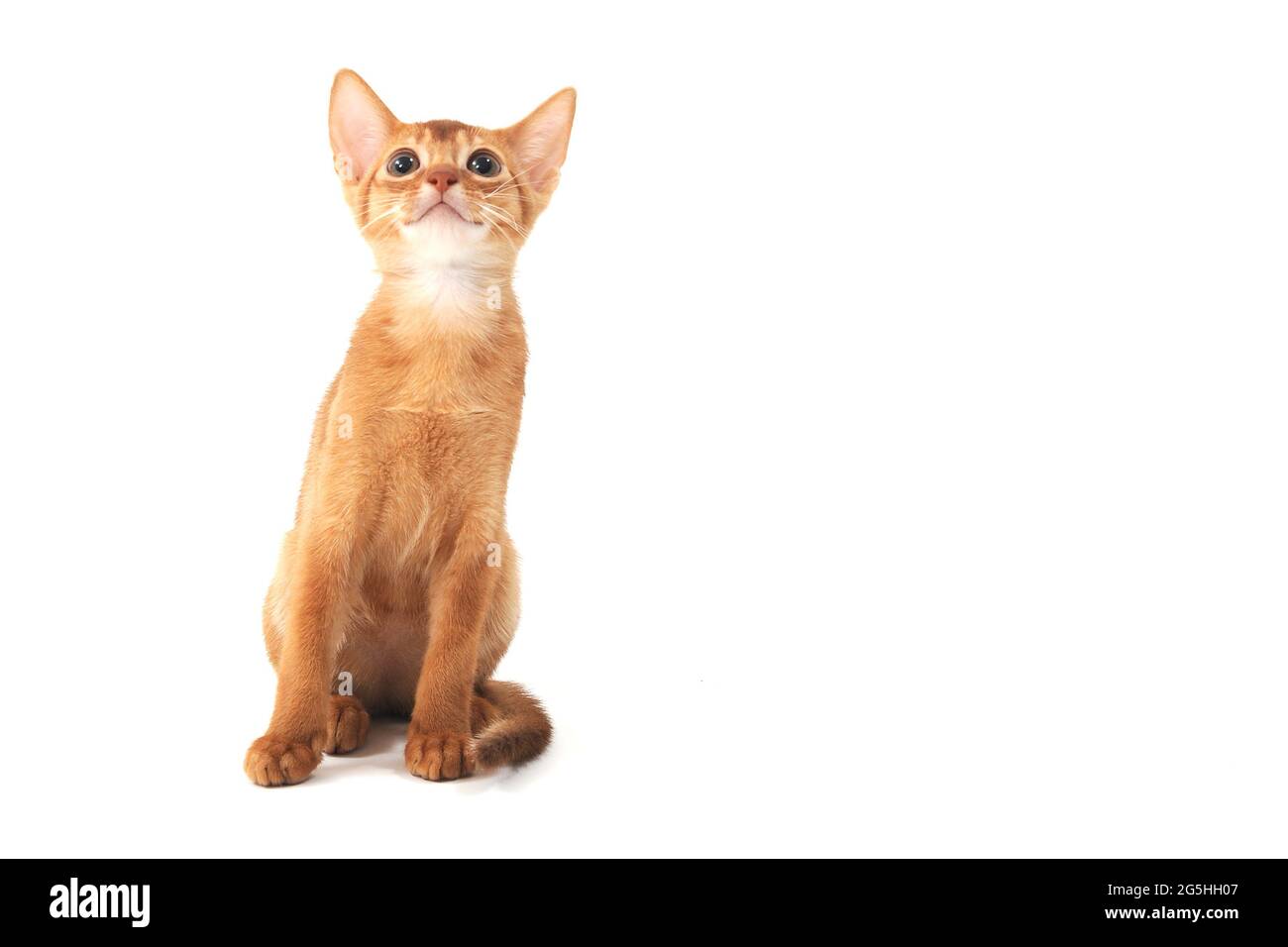 Abyssinian ginger cat sits on a white background Stock Photo
