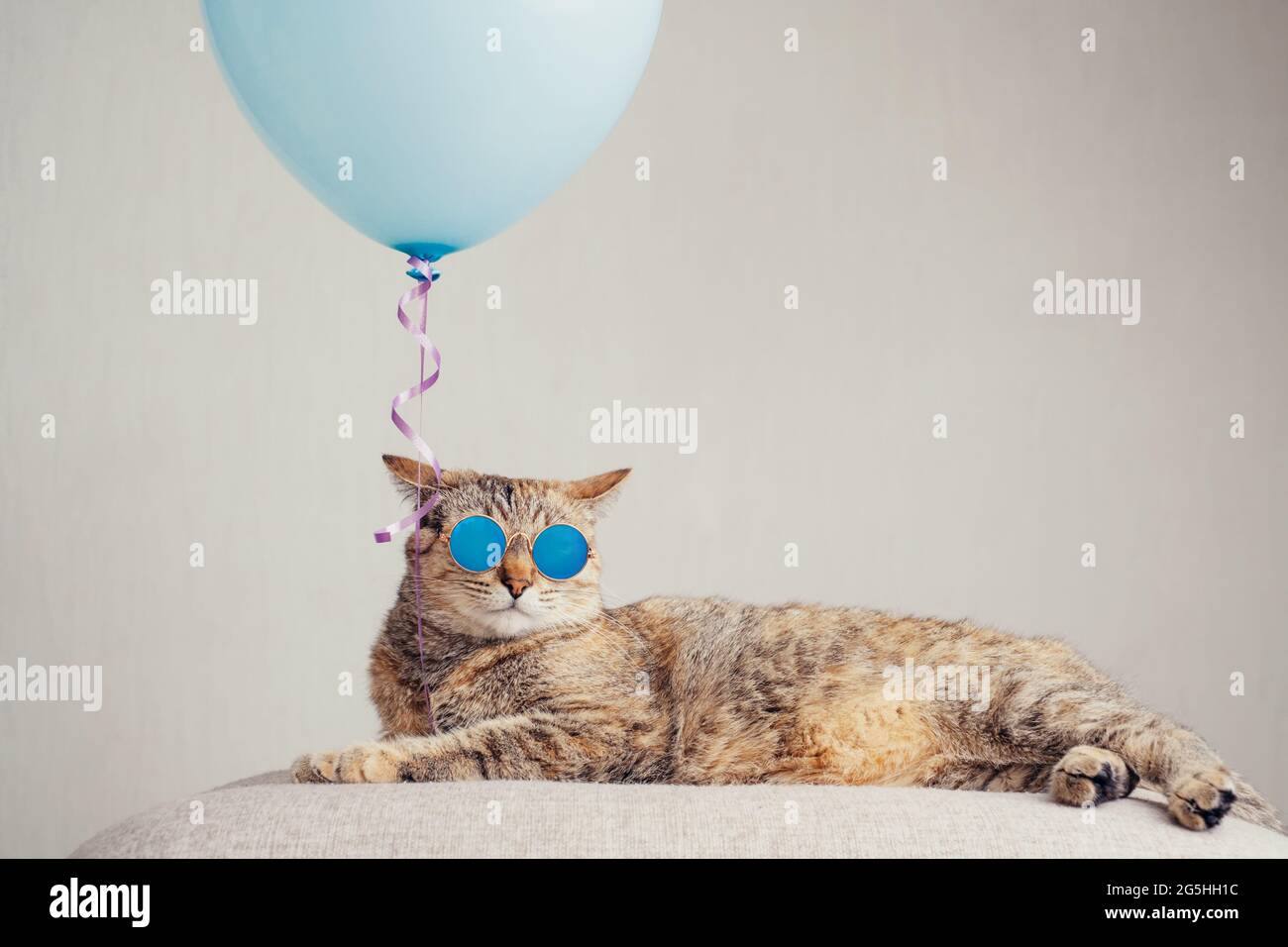 Ginger cat in trendy sunglasses lying beside a blue balloon on a couch. Stock Photo