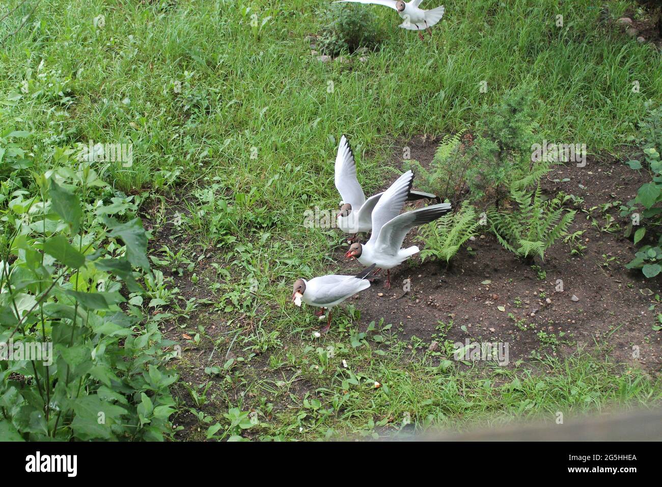white seagull birds play in green summer park Stock Photo