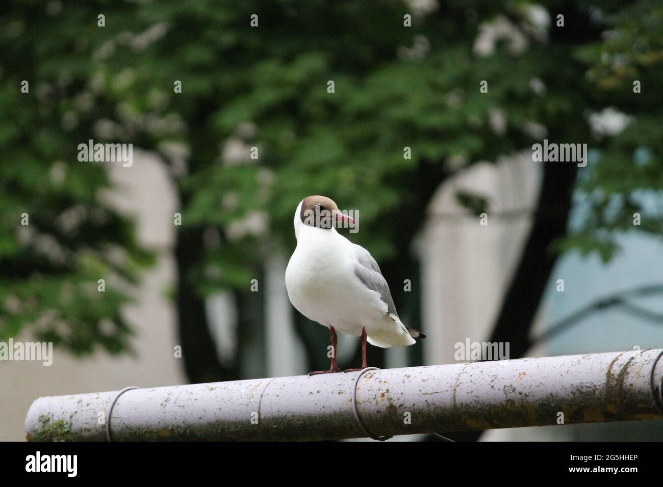 white seagull birds play in green summer park Stock Photo