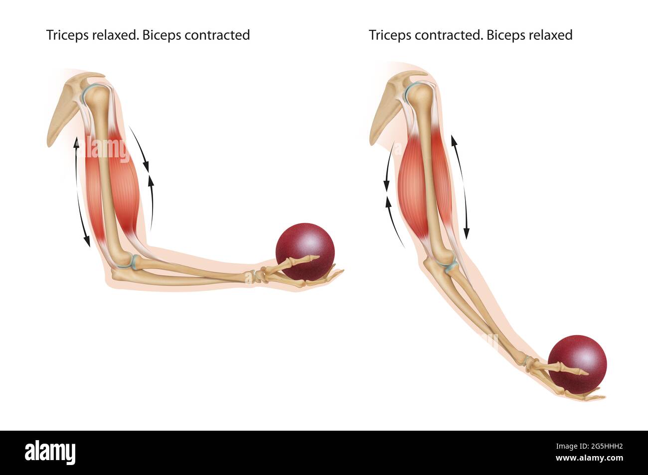 Biceps are contracted and the triceps are relaxed, the biceps is relaxed  and the triceps are contracted Stock Photo - Alamy