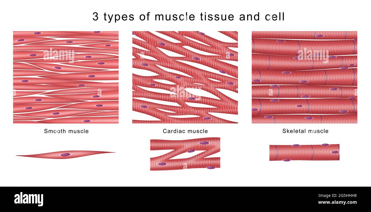 3 types of muscle tissue and cell Stock Photo