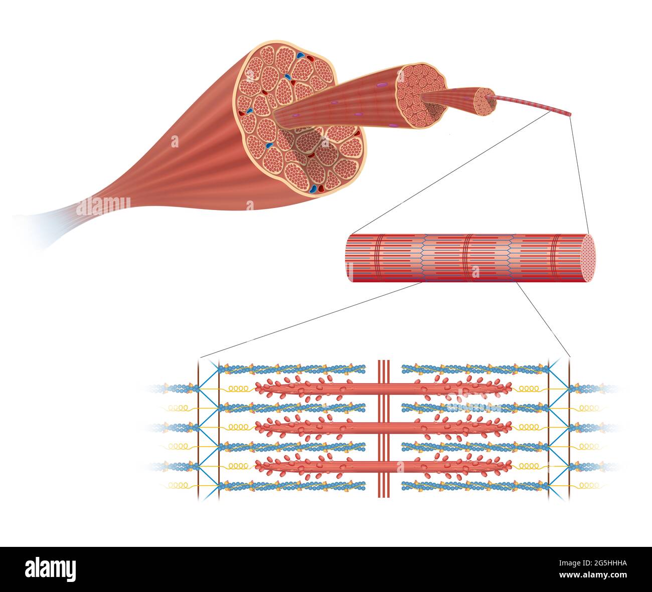Illustration Of Structure Skeletal Muscle Anatomy Stock Photo Alamy ...