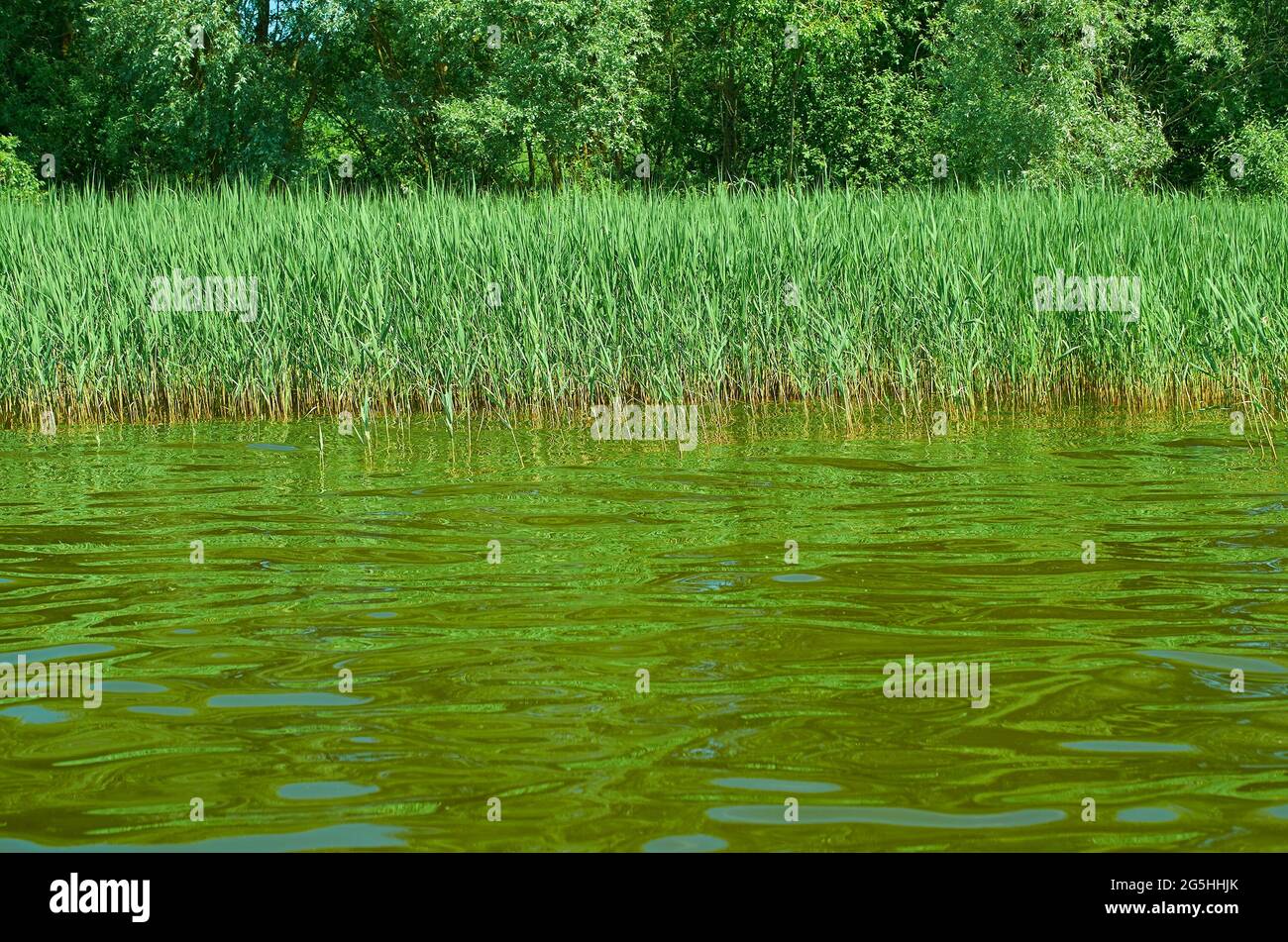 Water landscape. Sedge grows along the river bank. View from the water. Stock Photo